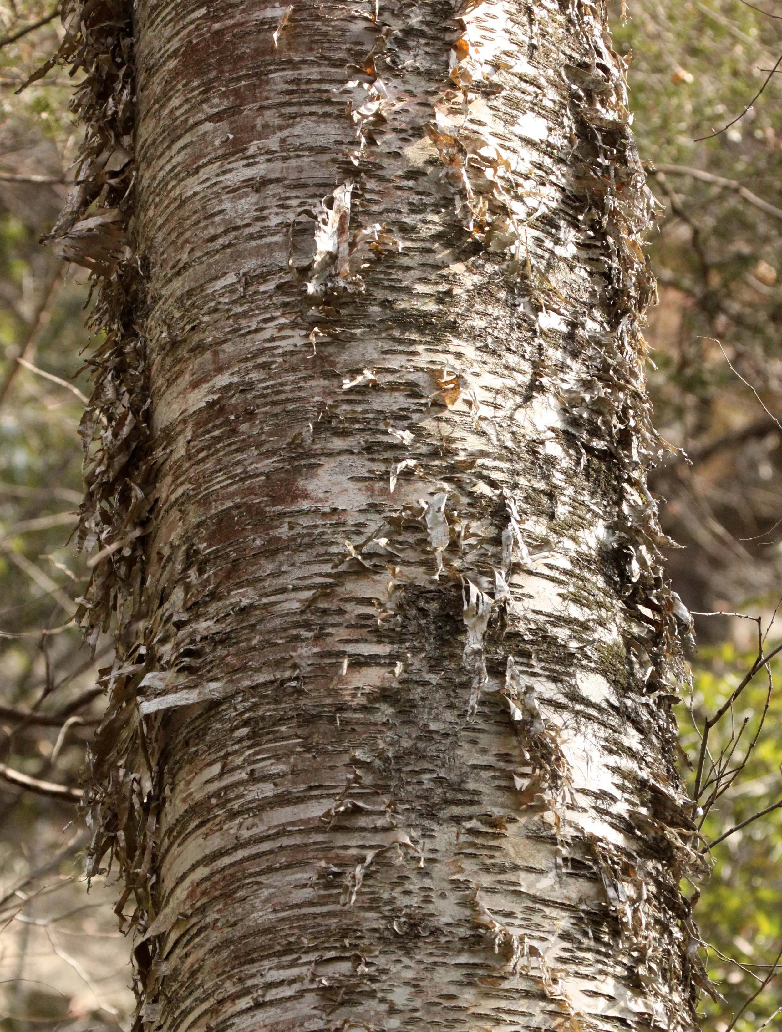 FOPING NATURE RESERVE - SHAANXI PROVINCE CHINA (131).JPG