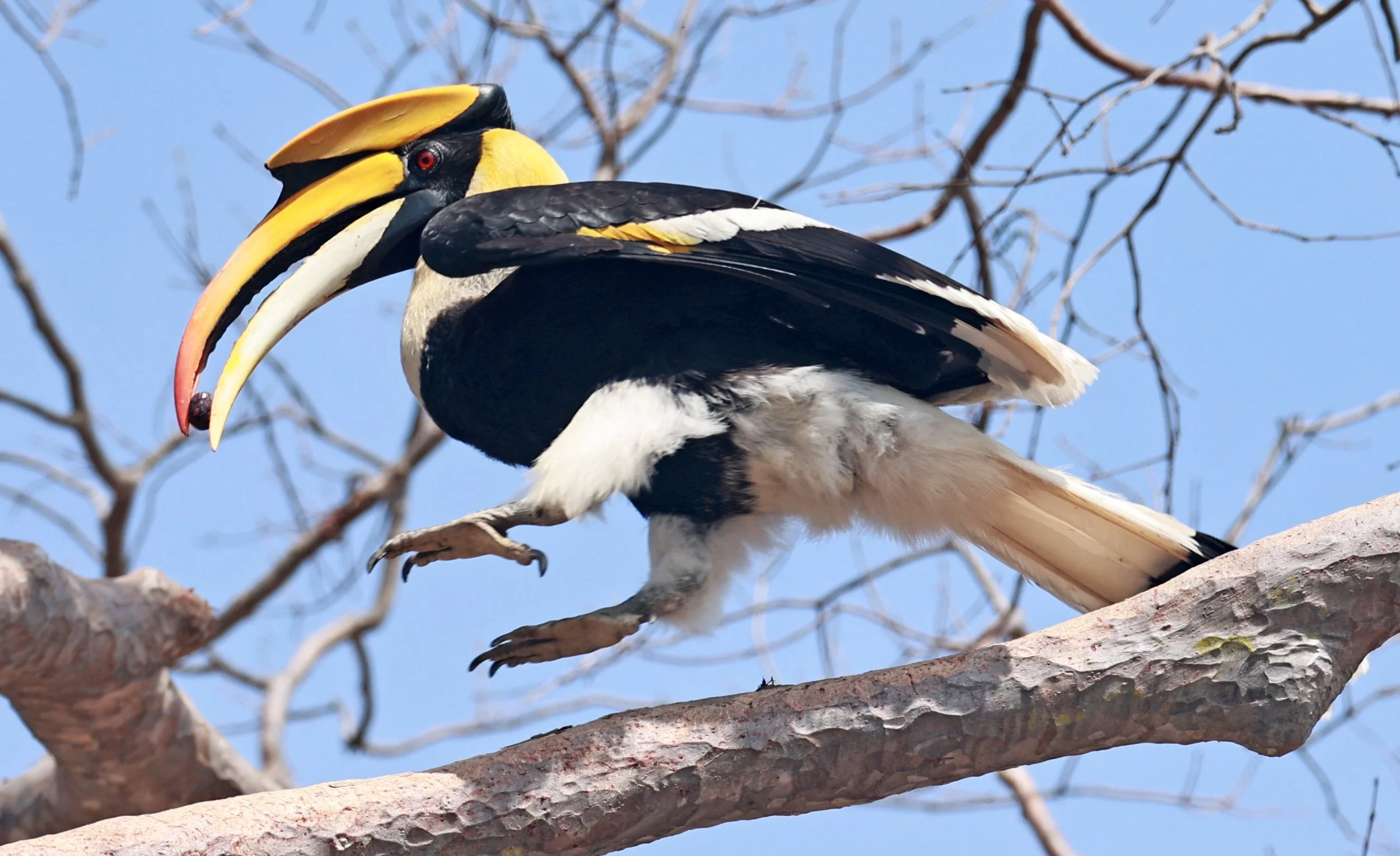 Great hornbill (Buceros bicornis) Pak Chong Mu Si Municipality Feb 2026 (12).jpg