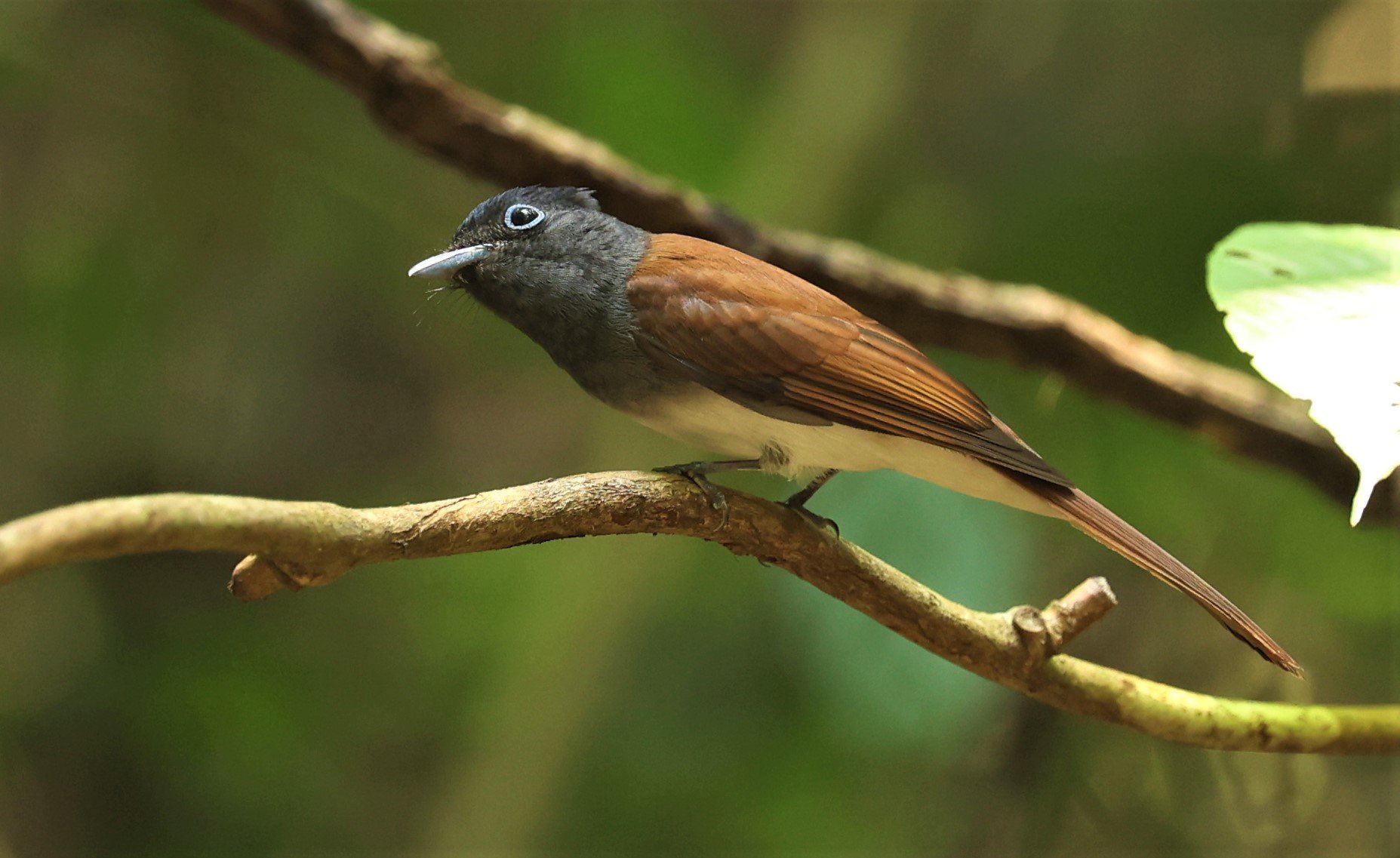 PARADISE-FLYCATCHER - JAPANESE PARADISE-FLYCATCHER - Terpsiphone atrocaudata - KRUNG CHING, KHAO LUANG NP NST, APRIL 2022 (4).jpg
