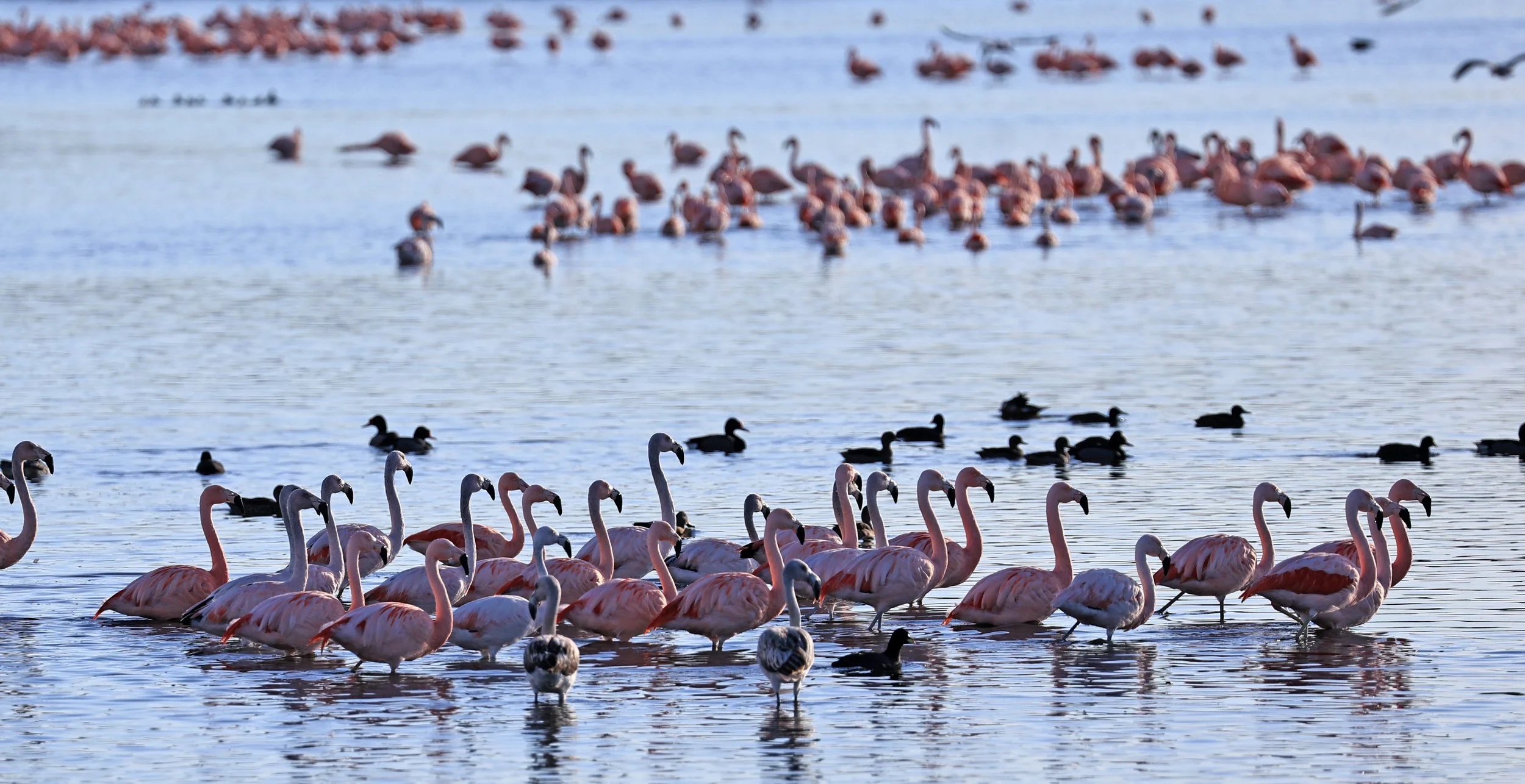 Chilean Flamingo (Phoenicopterus chilensis) Lagunas del Ornitólogo, Trelew Argentina (8).jpg