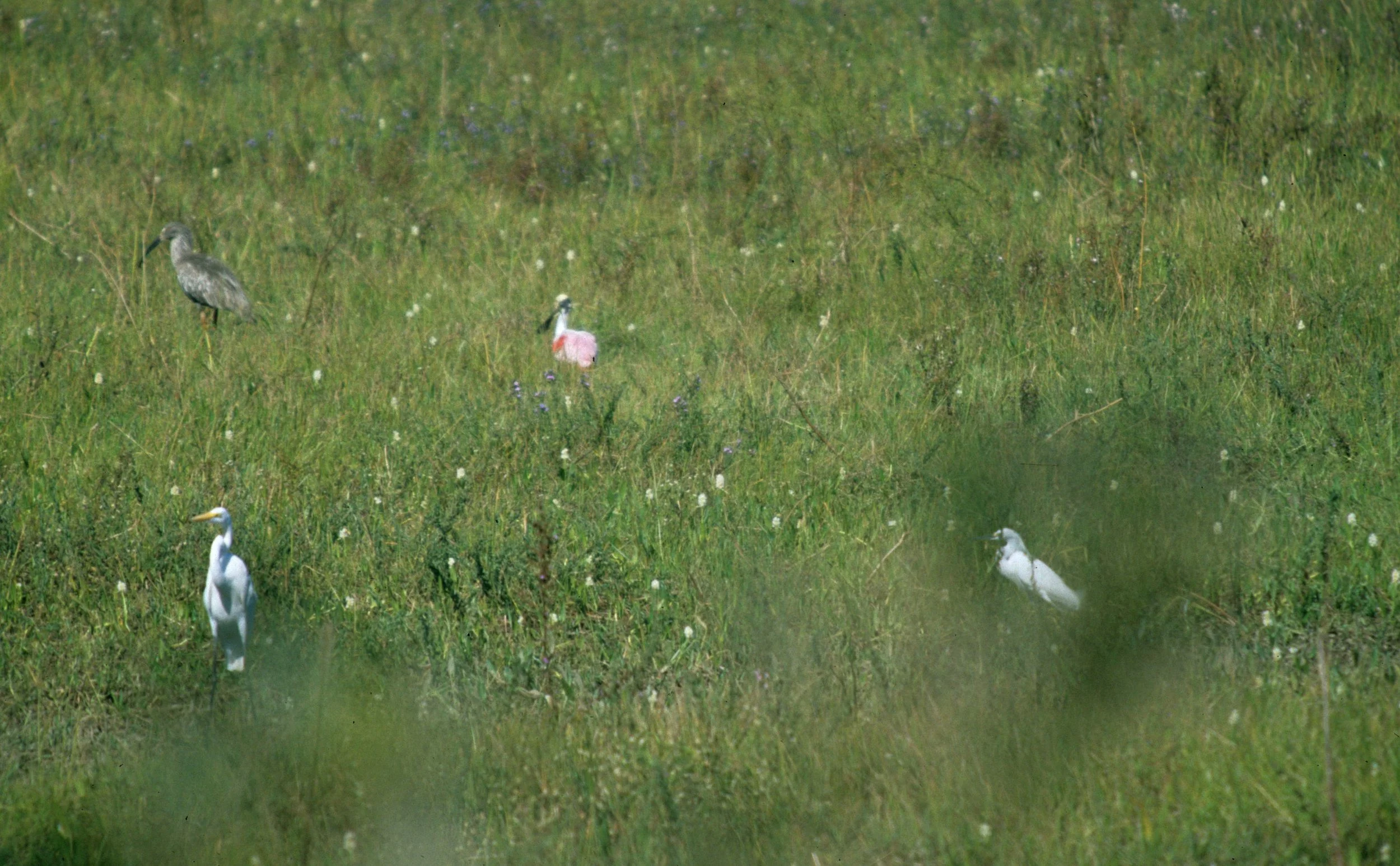 IBIS - PLUMBEOUS IBIS - Theristicus caerulescens - WITH ROSEATE SPOONBILL AND EGRETS - NORTHERN PANTANAL (2).jpg