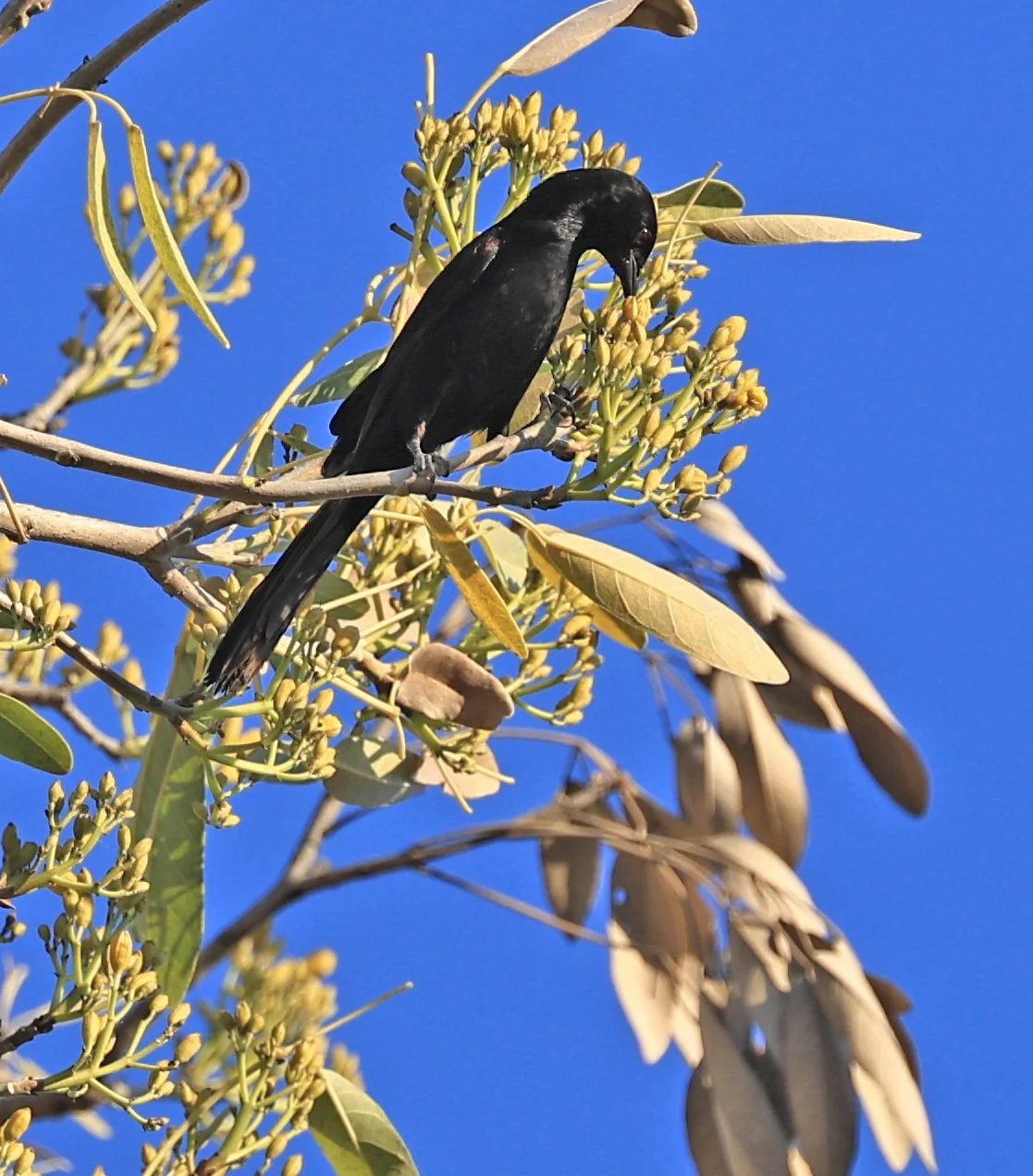 Variable Oriole (Icterus pyrrhopterus) Estancia Campo'í Paraguay (59).jpg