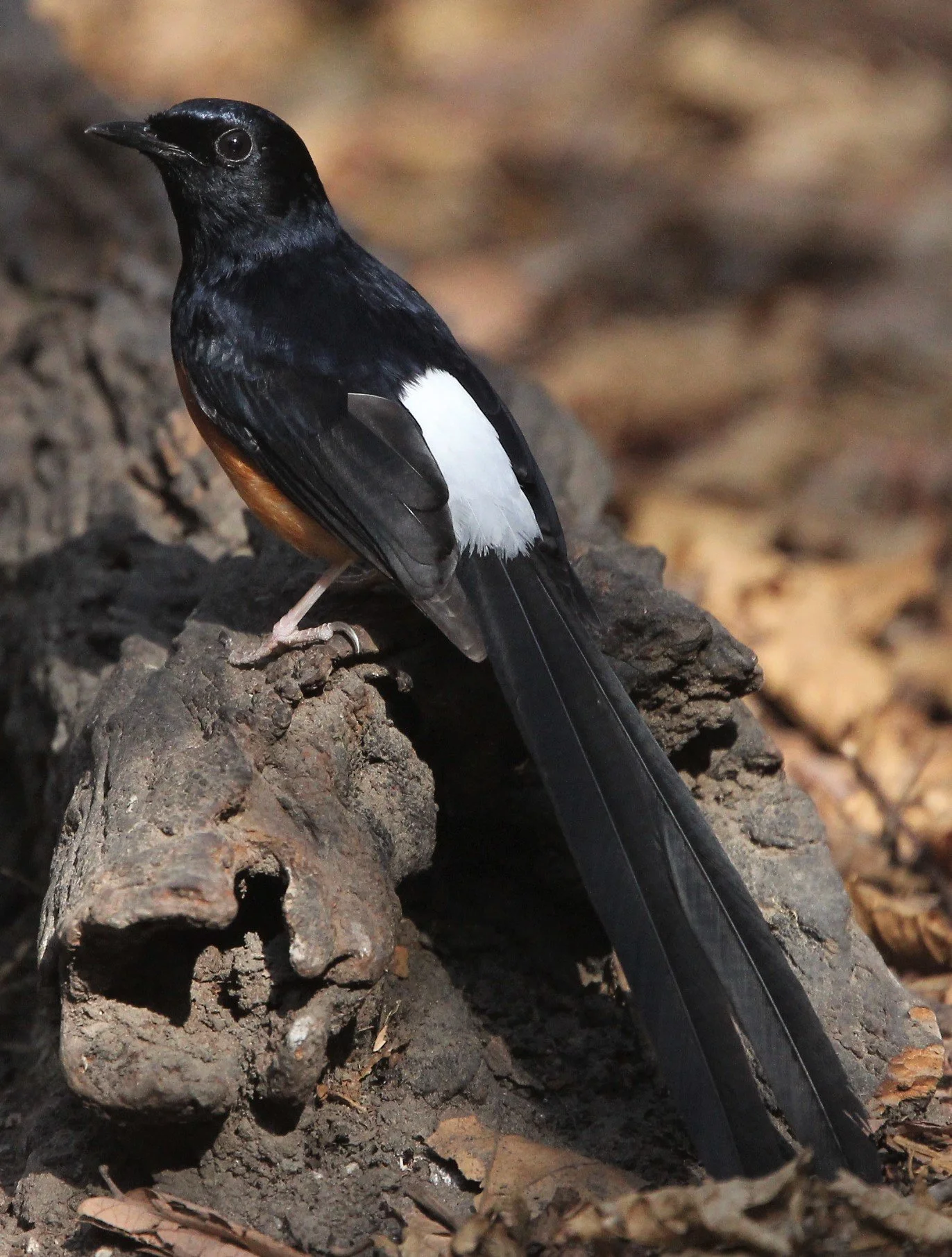 BIRD - WHITE-RUMPED SHAMA - KAENG KRACHAN.jpg