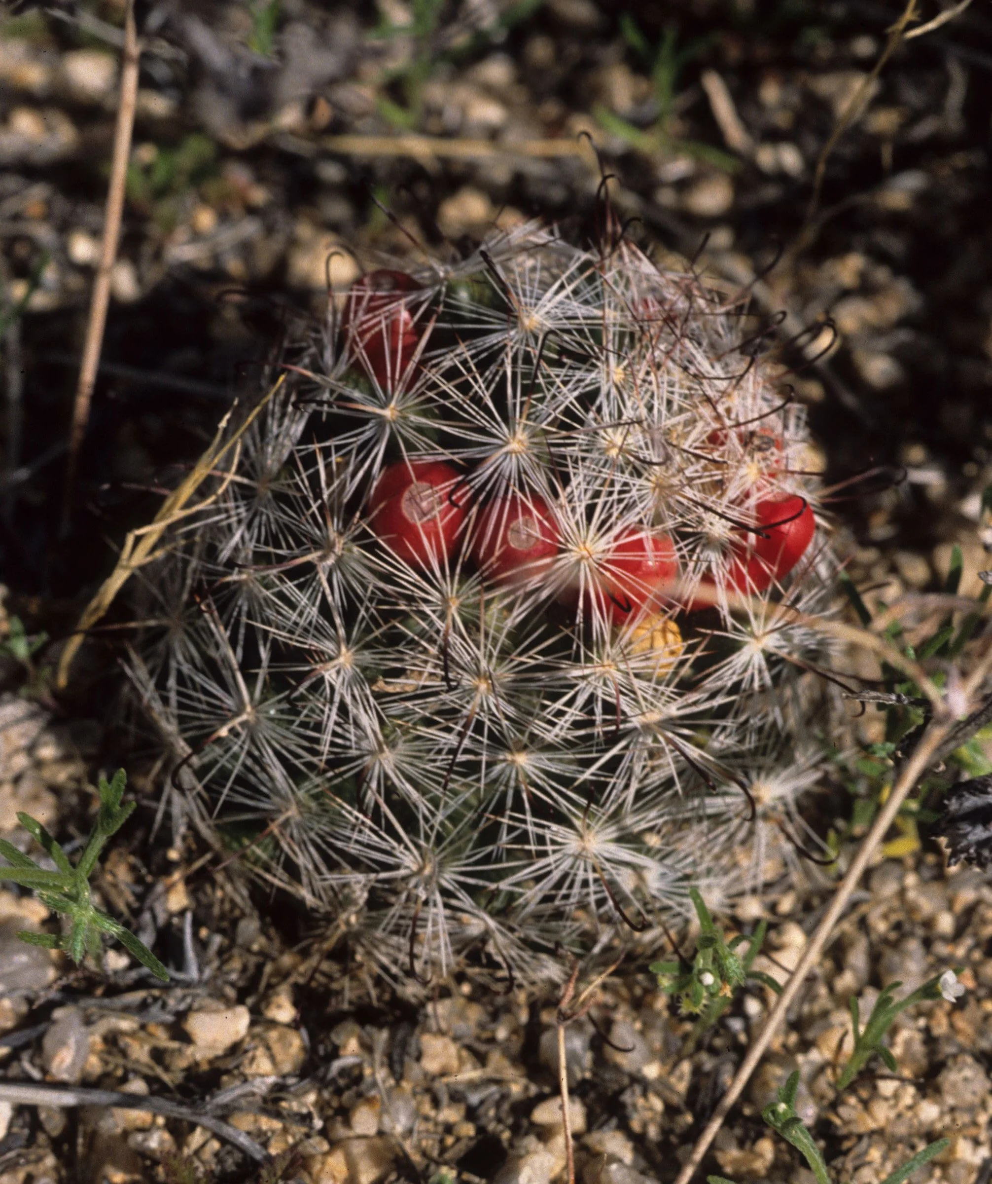 ANZA BORREGO - MAMMILLARIA MICROCARPA - PINCUSHION CACTUS.jpg