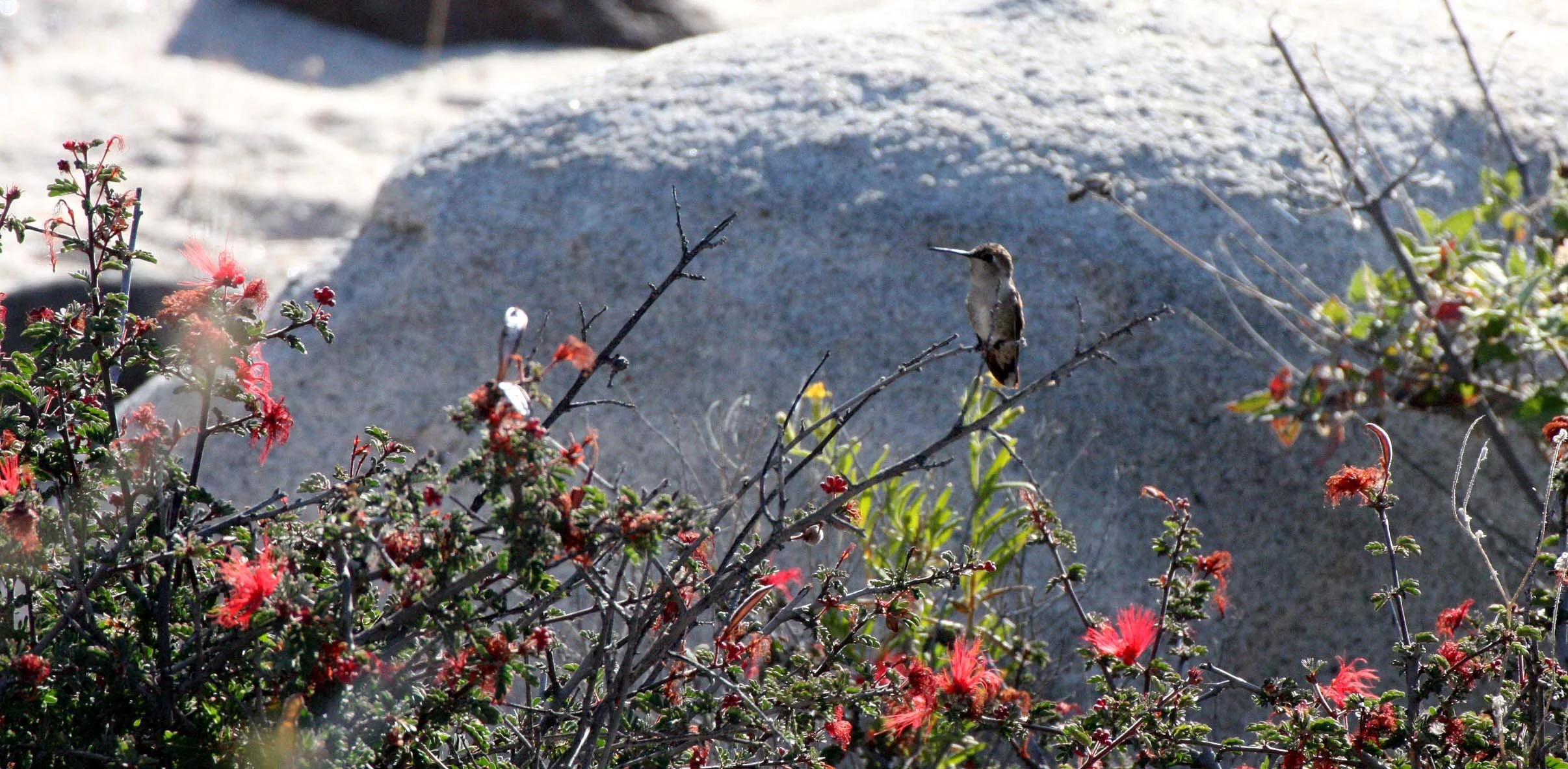 Genus Calypte - Anna's & Costa's Hummingbird — Coke Smith Wildlife