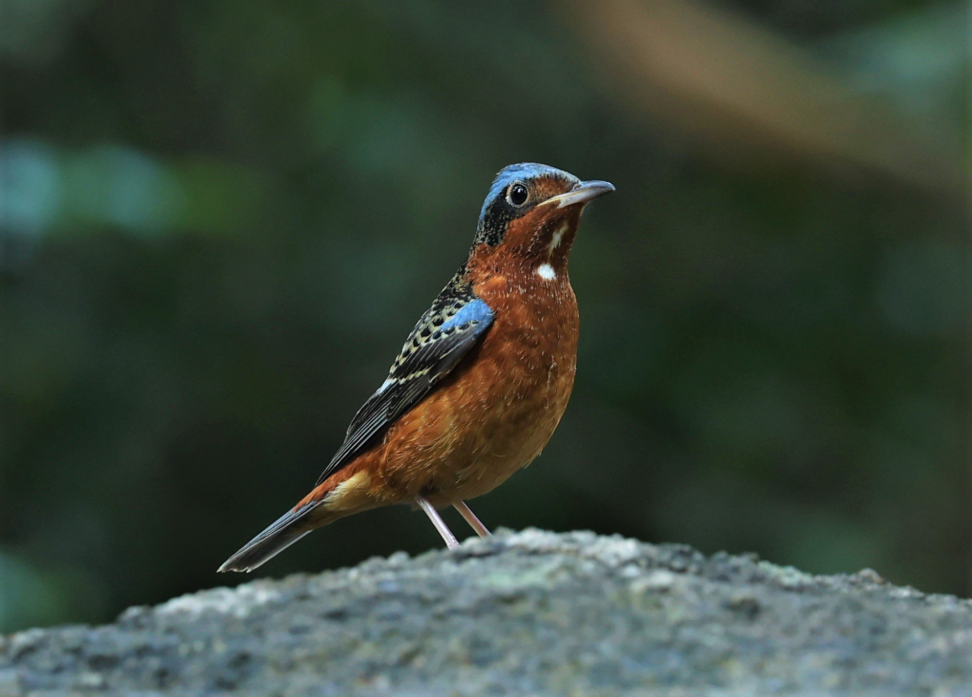 ROCK-THRUSH - WHITE-THROATED ROCK-THRUSH - Monticola gularis - WAT THAM PRATHUM CHONBURI JAN 30 2022 (116).jpg