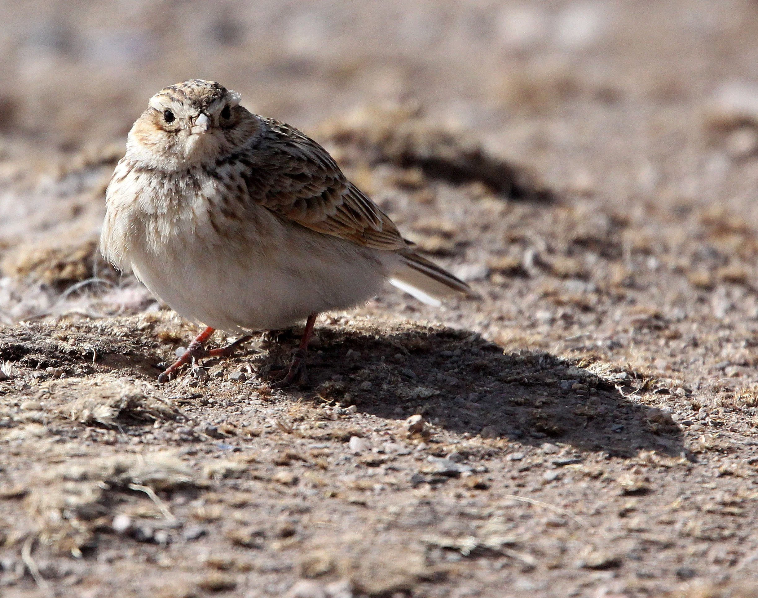 Blyth's Pipit (Anthus godlewski) Qinghai Lake, China (1).JPG