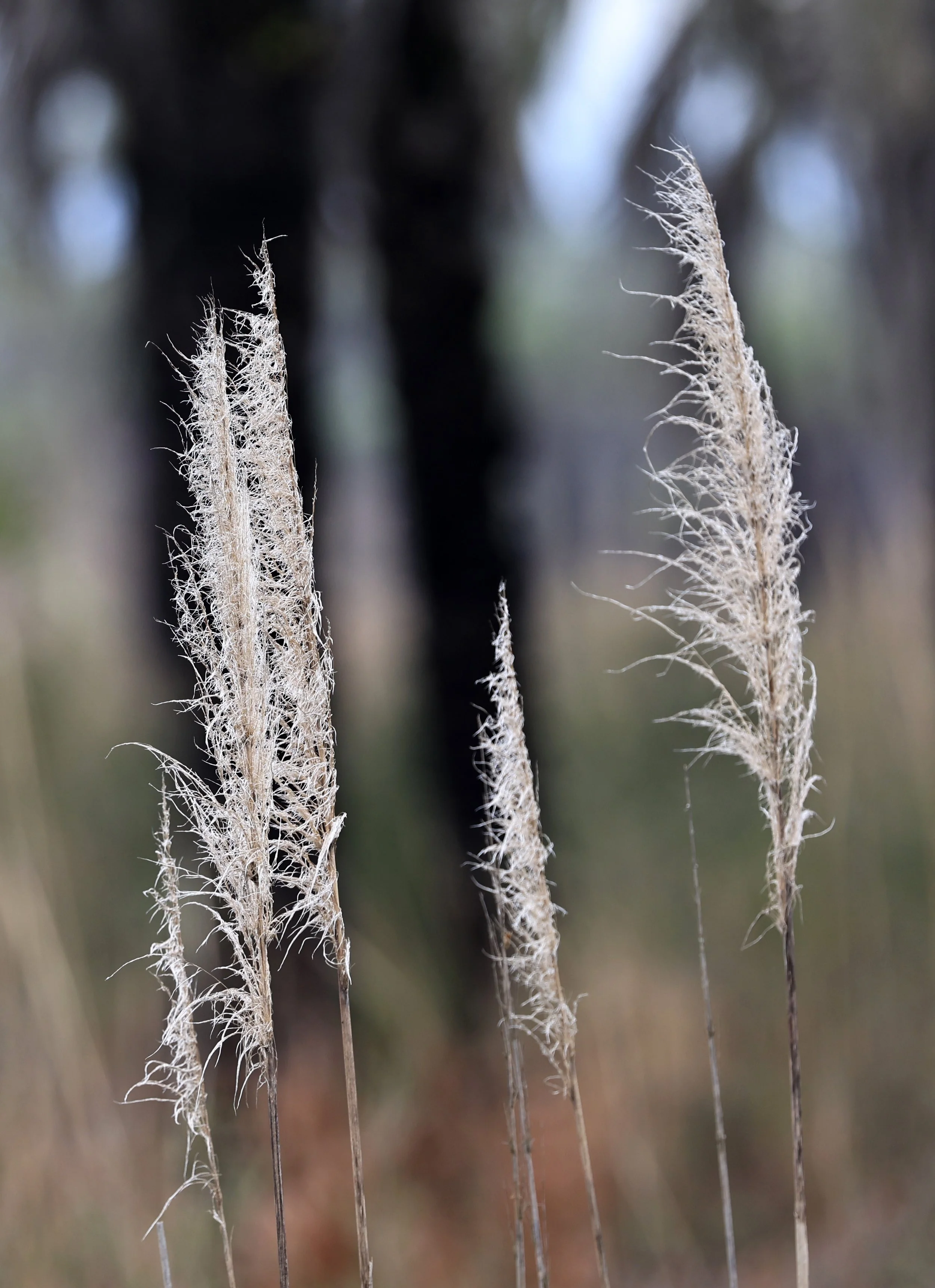 Pampas Grass (Cortaderia selloana) has been common every place I've ever lived.  El Palmar and Ceiba provided me with my first glimpse of the species in its natural habitat.