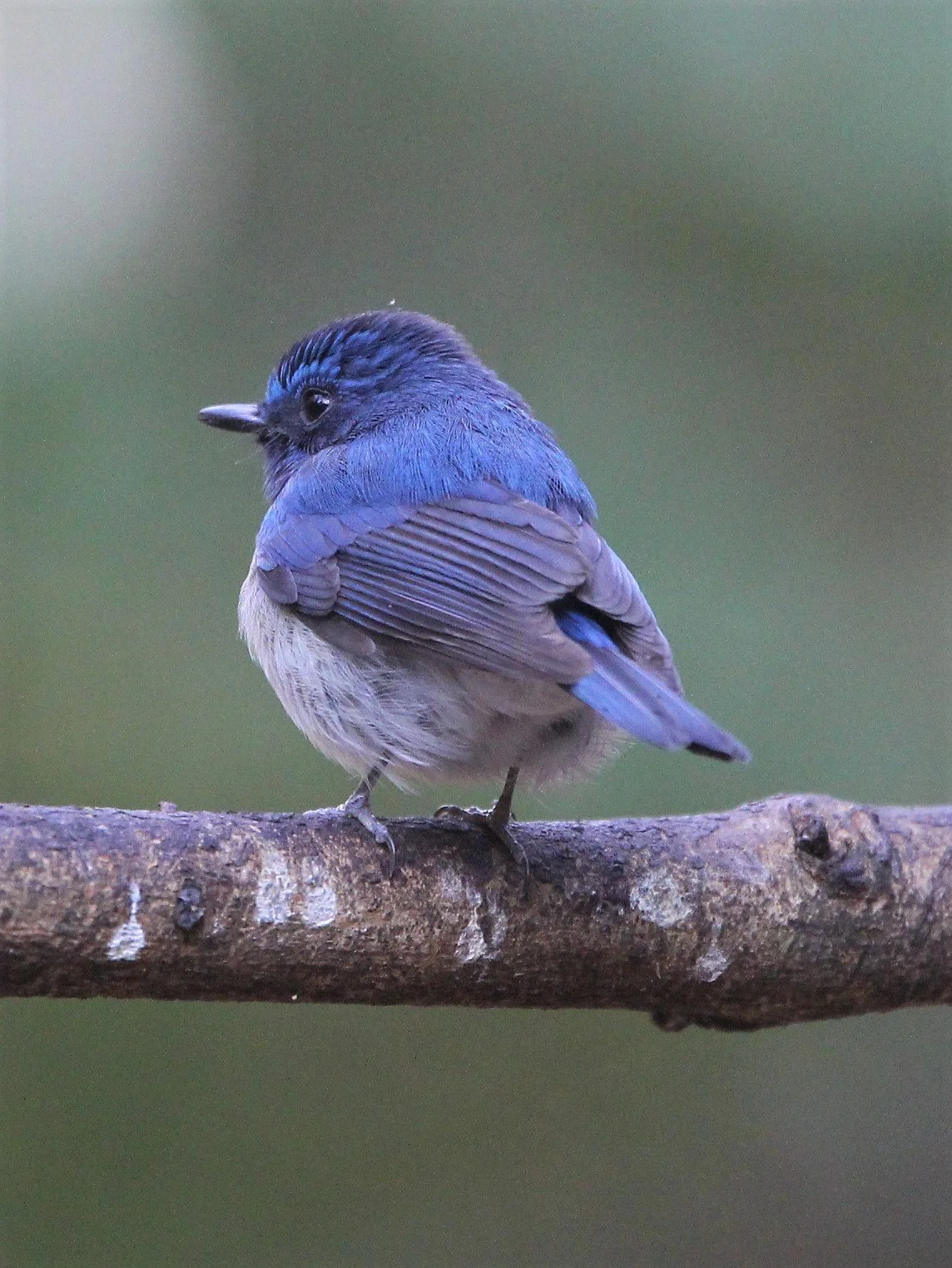FLYCATCHER - HAINAN BLUE FLYCATCHER - Cyornis hainanus - LUNG SIN HIDE, KAENG KRACHAN AREA J (3).jpg