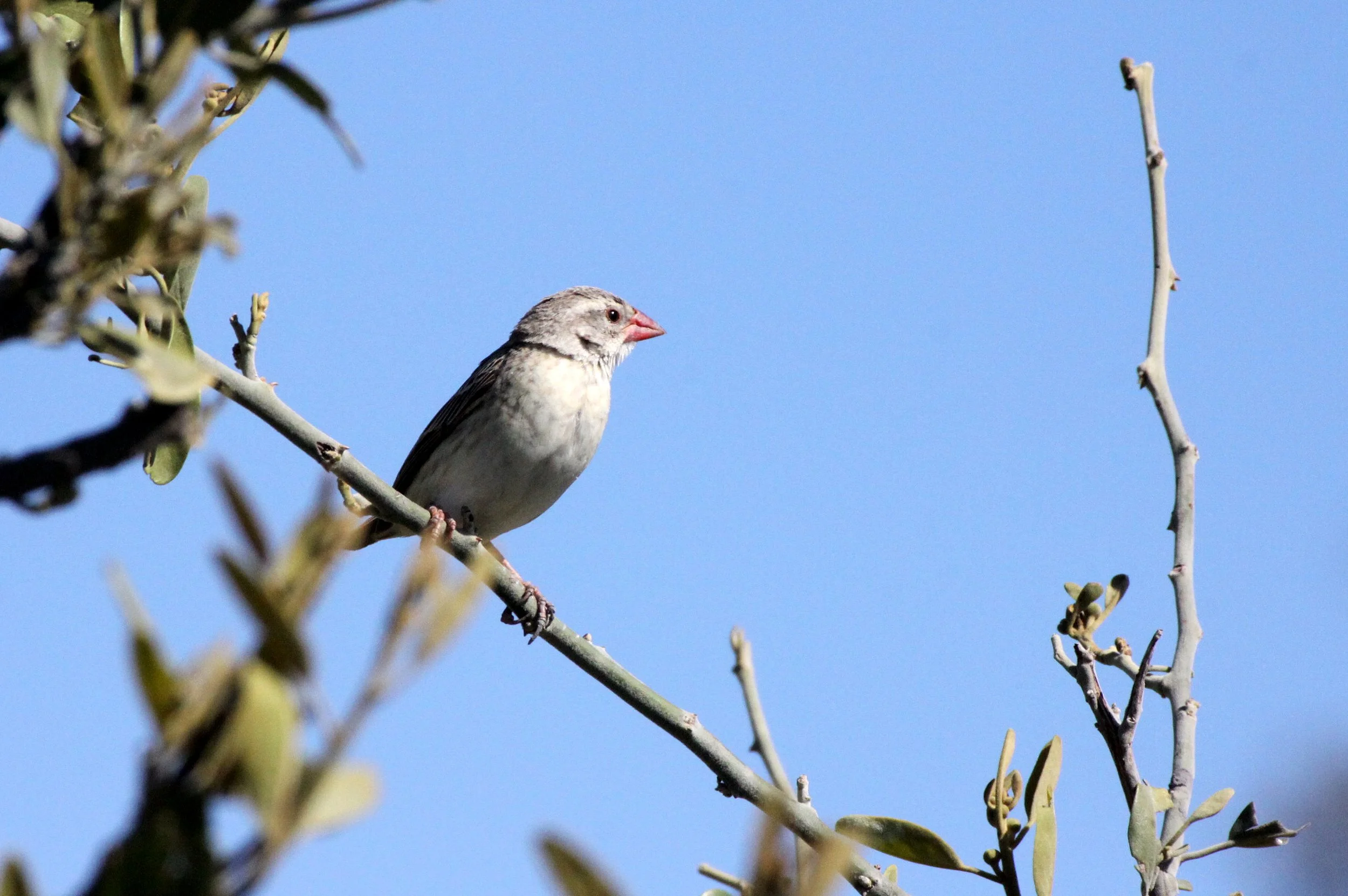 Red-billed Quelea (Quelea quelea) Chobe NP Botswana (3).JPG