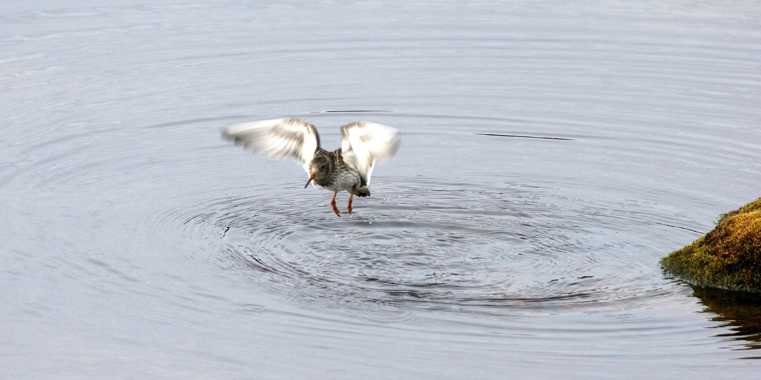 BIRD - SANDPIPER - PURPLE SANDPIPER - SVALBARD (9).jpg