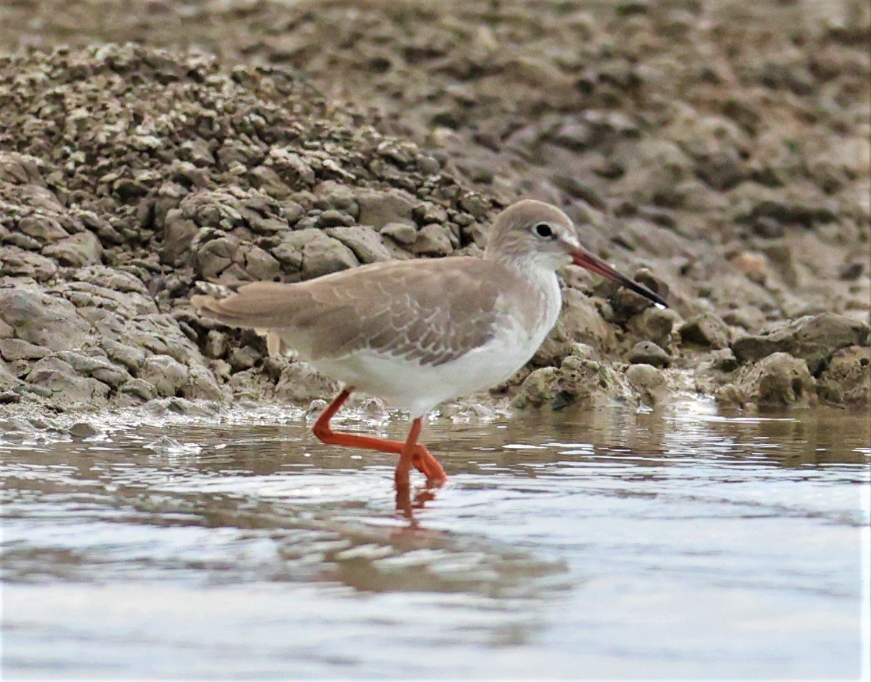 REDSHANK - COMMON REDSHANK - Tringa totanus - BANG PAKONG SALT PANS CHACHOENGSAO WEST OF RIVER (275).jpg