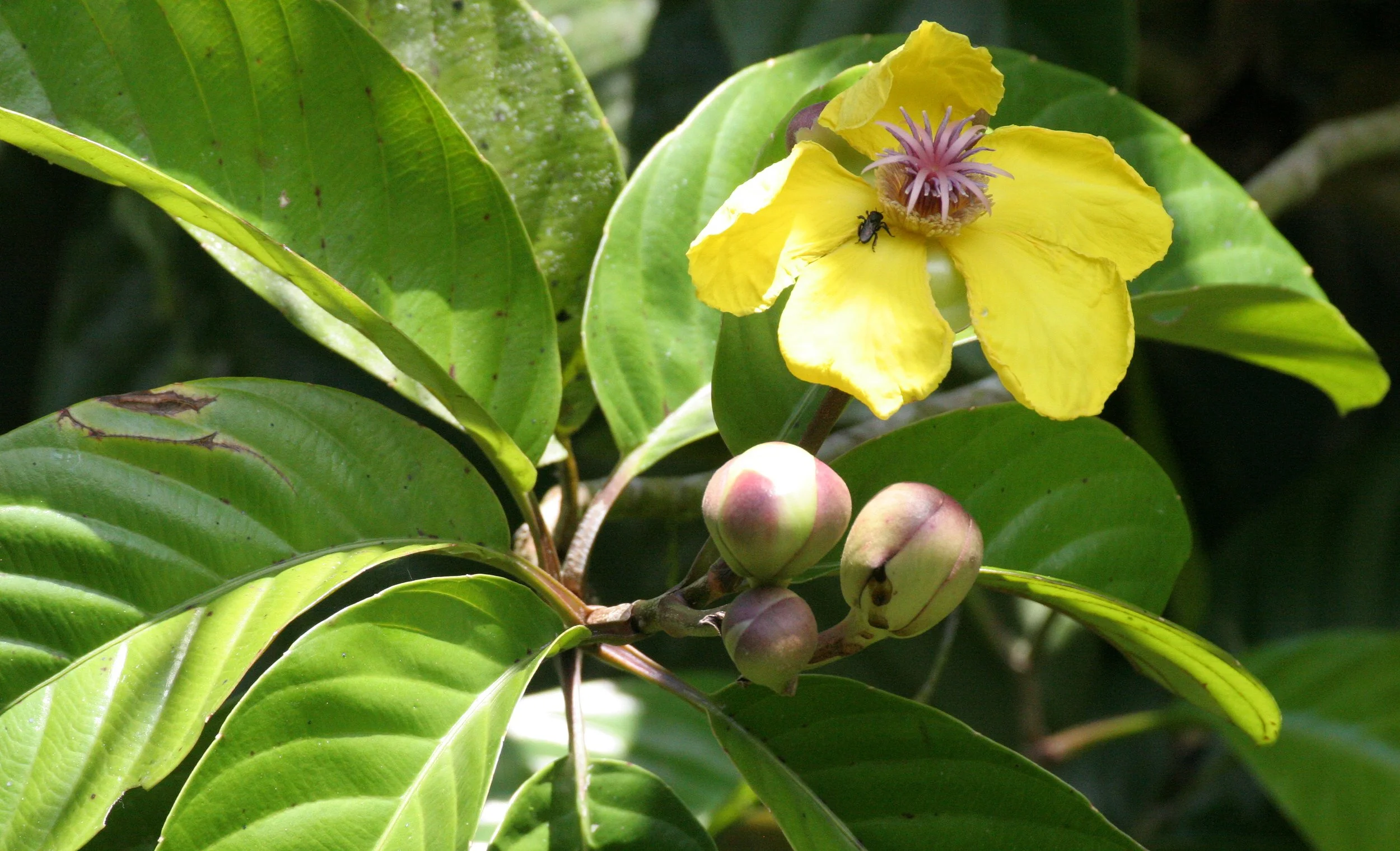 DANUM VALLEY BORNEO - TREE SPECIES J (2).JPG