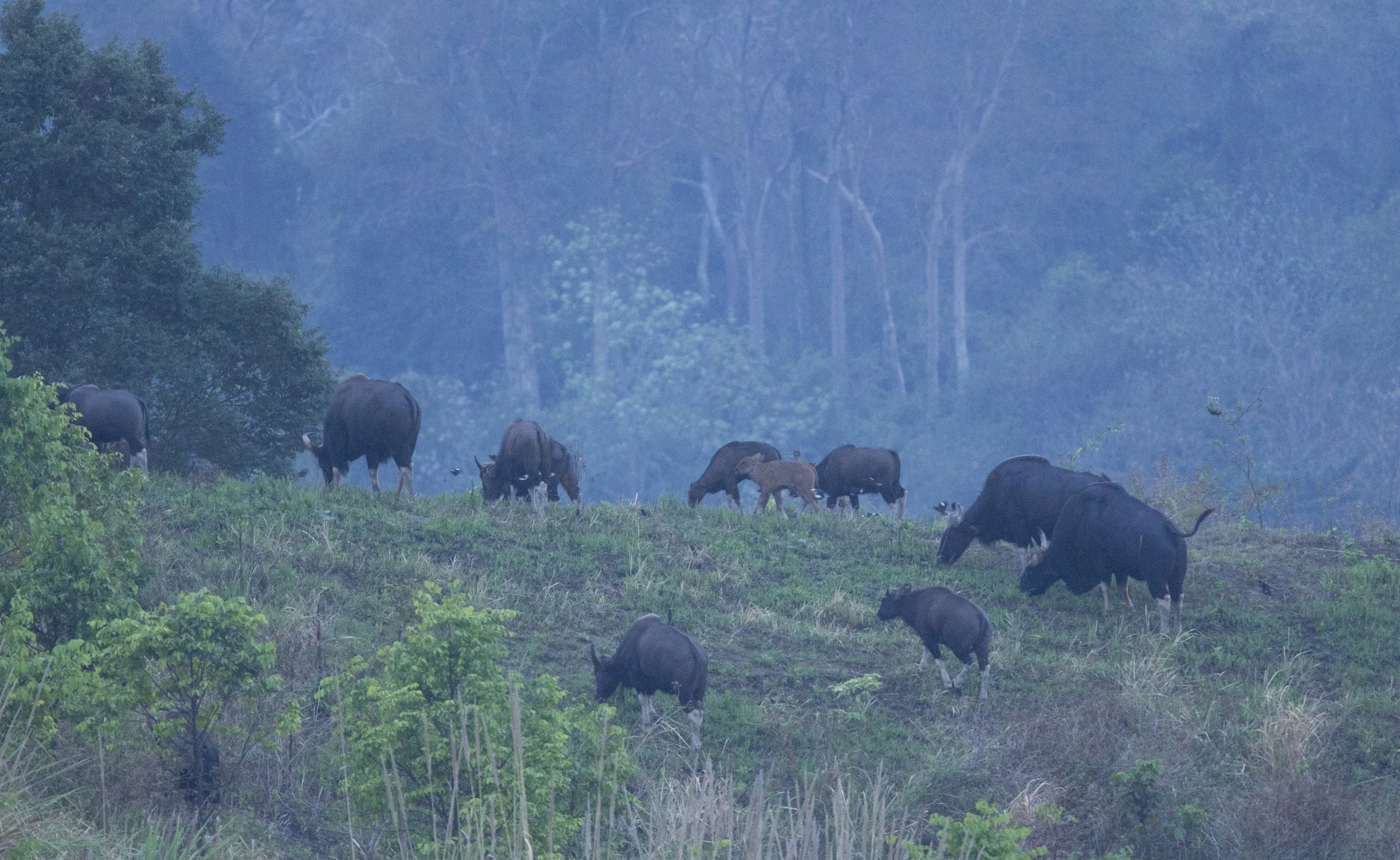 GAUR - SOUTHEAST ASIAN GAUR - Bos gaurus laosiensis - KHAO PANG MA NONHUNTING AREA THAILAND RAW (324).jpg