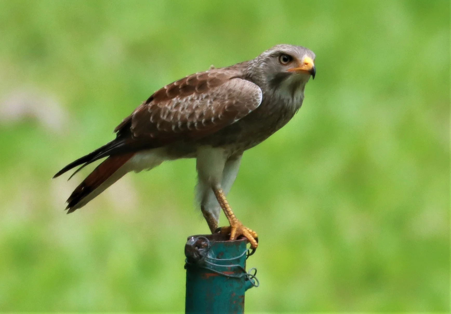 BUZZARD - RUFOUS-WINGED BUZZARD - Butastur liventer - CHONG YEN CAMPSITE MAE WONG NATIONAL PARK (24).jpg