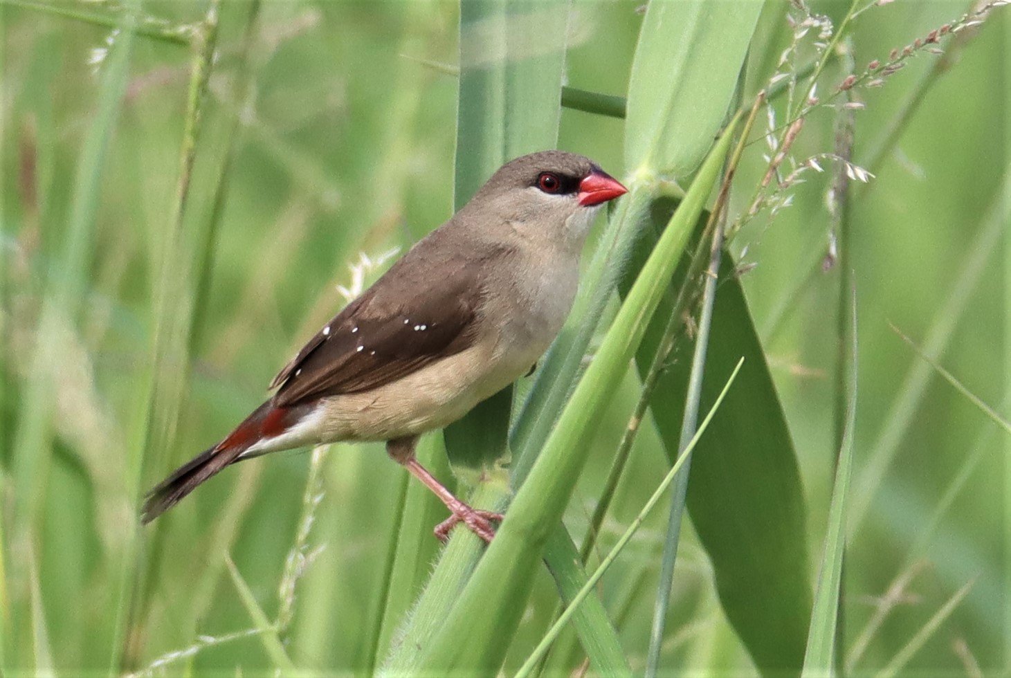 RED AVADAVAT - Amandava amandava - LAT KRABANG RICE FIELDS AT THAP YAO (5).jpg