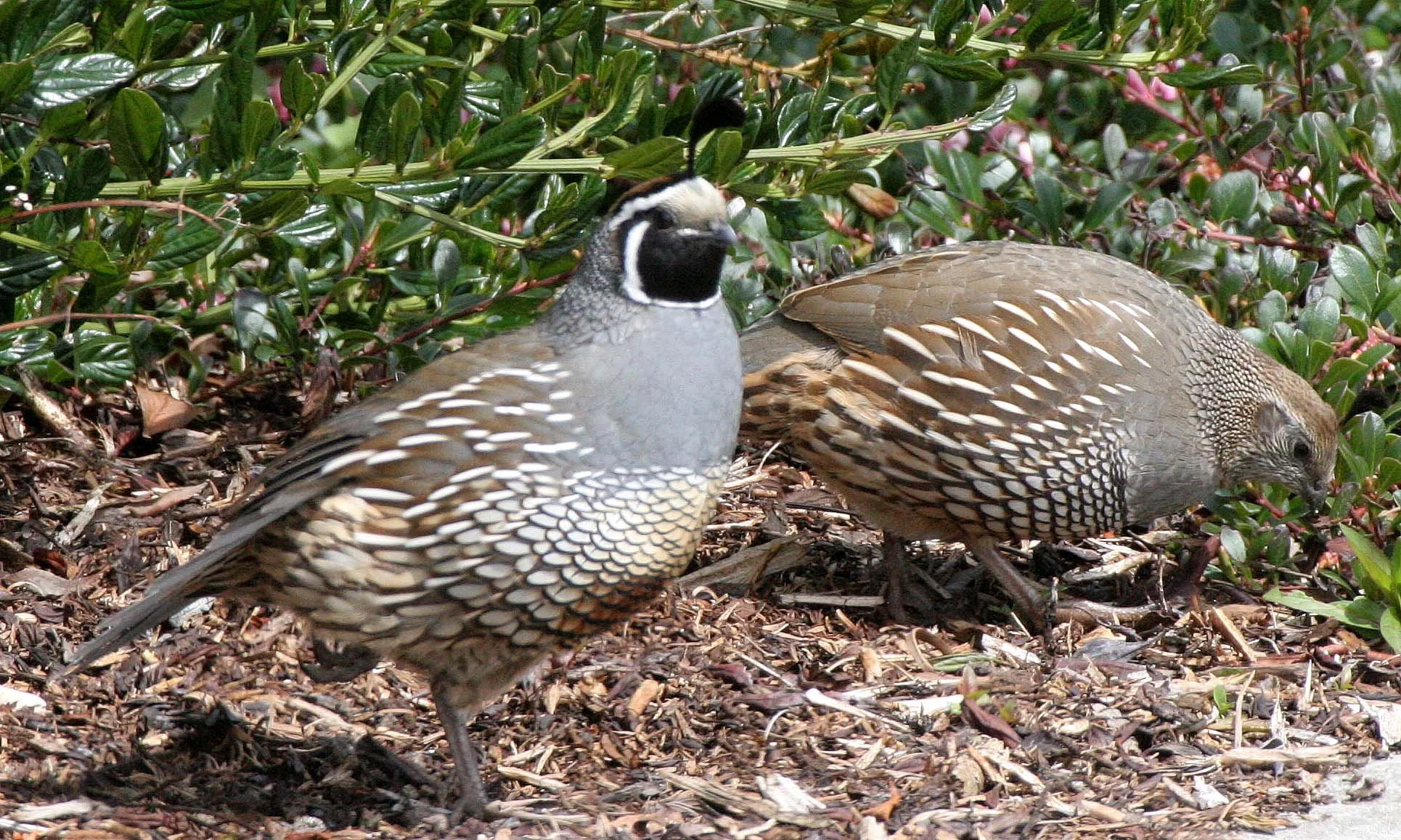 BIRD - QUAIL - CALIFORNIA QUAIL - MORSE CREEK WA (24).JPG