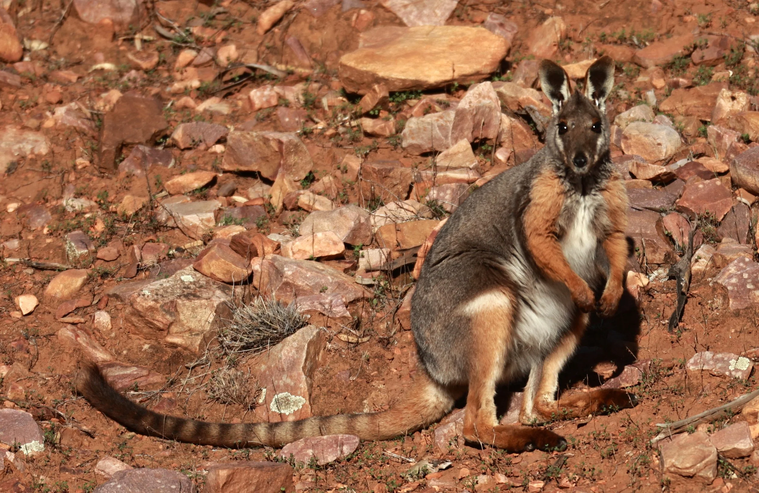 Yellow-footed Rock-wallaby (Petrogale xanthopus) Warren Gorge National Park - 600mm - South Australia