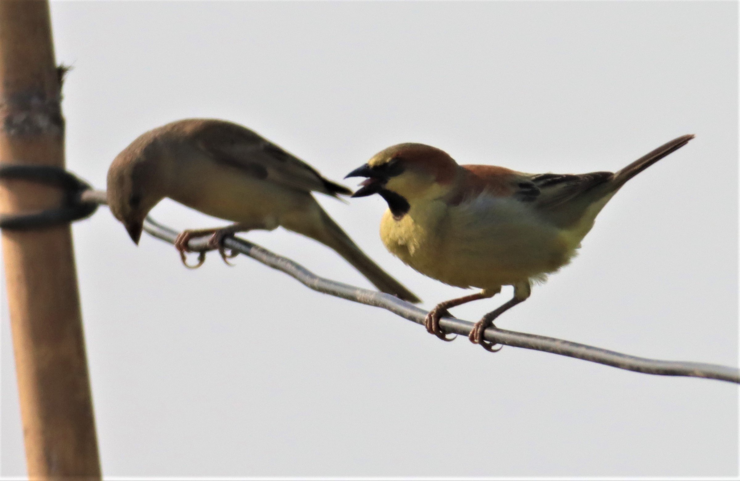 Plain-backed Sparrow (Passer flaveolus) Bang Khaem Wetlands Nakhon Pathom (4).jpg