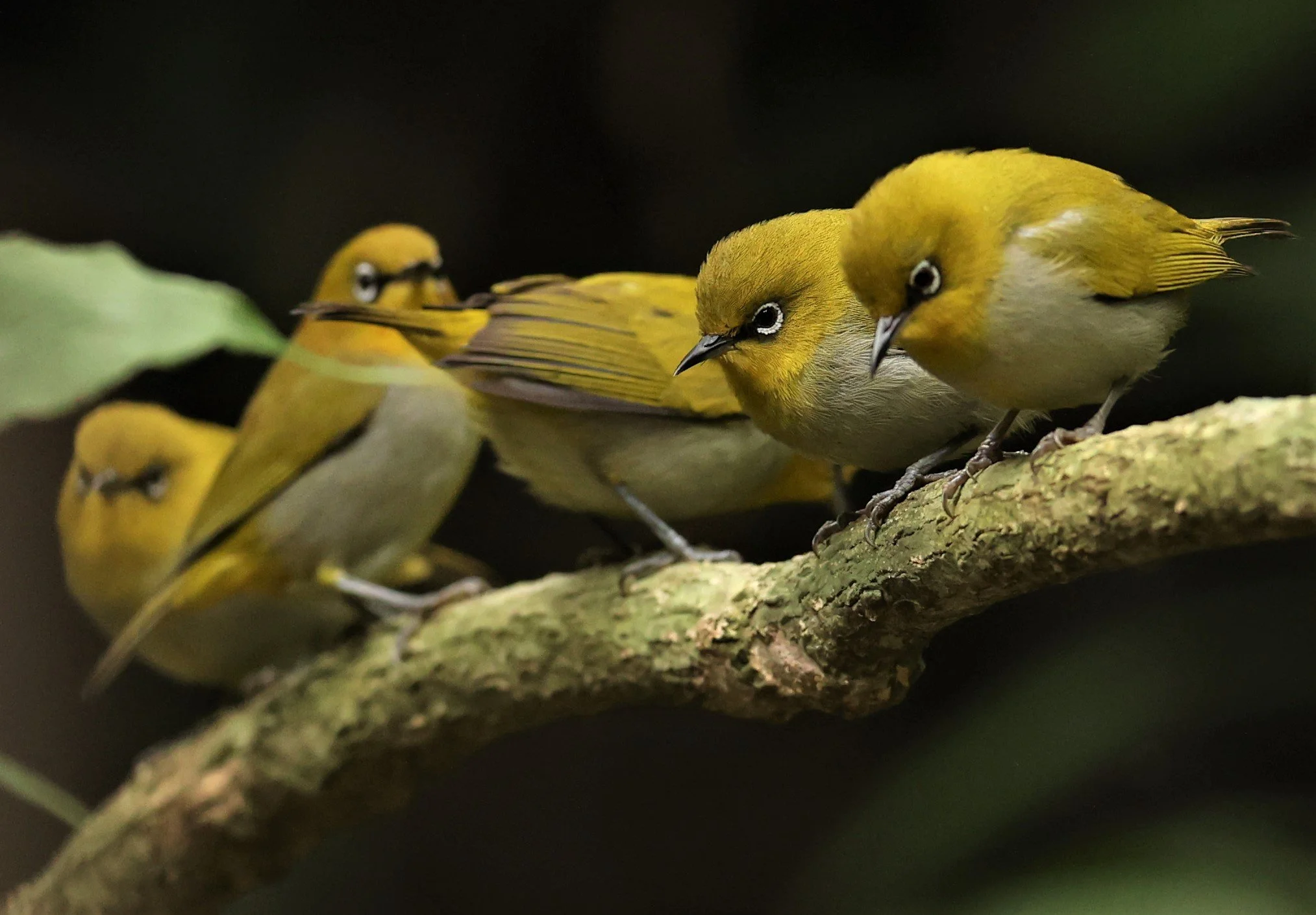 Indian White-eye (Zosterops palpebrosus) Doi Inthanon NP Chiang Mai (31).JPG