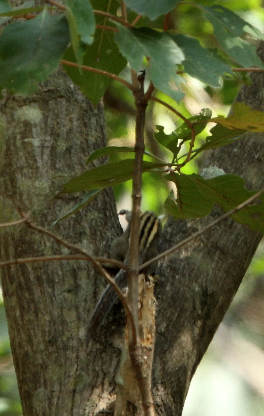 Tamiops mcclellandii - WESTERN STRIPED SQUIRREL - HUAI KHA KHAENG NATURE RESERVE - KAPOK KAPIEN STATION & MINERAL LICK - THAI (3).JPG