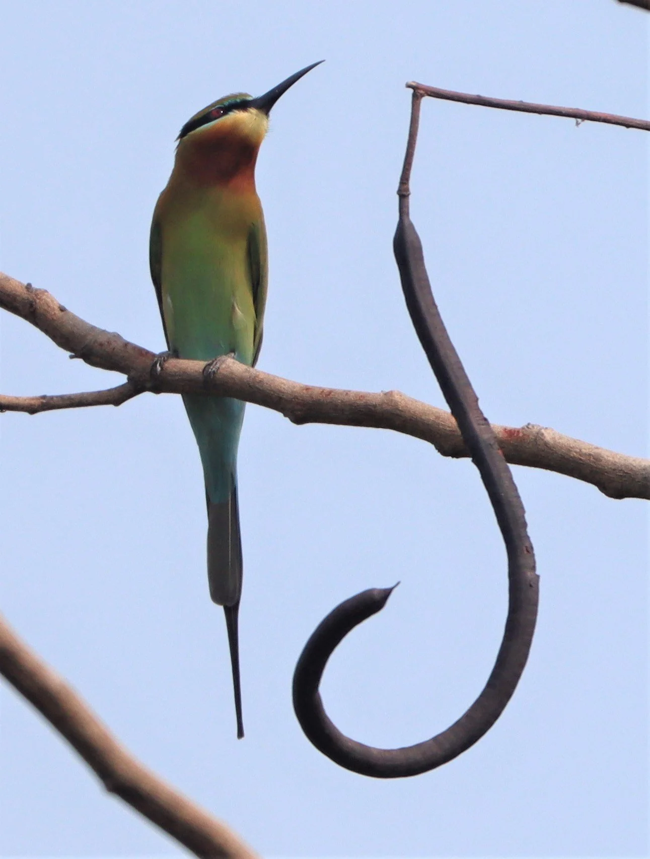 BEE EATER - BLUE-TAILED BEE-EATER - Merops philippinus - SUAN SIRIKIT & ROD FAI BKK (7).jpg