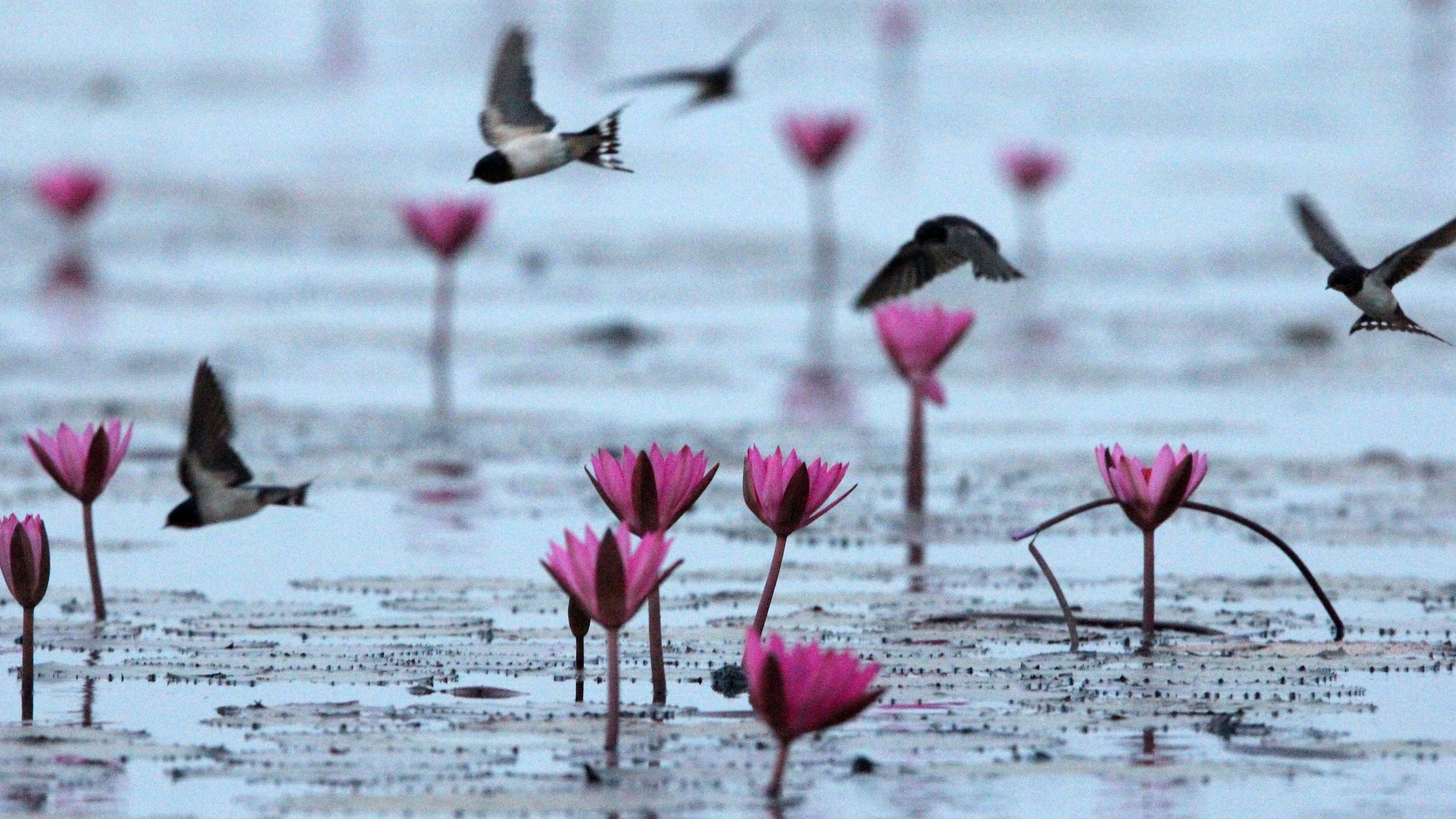 Barn Swallow (Hirundo rustica) Red Lotus Sea Udon Thani Thailand (2).JPG