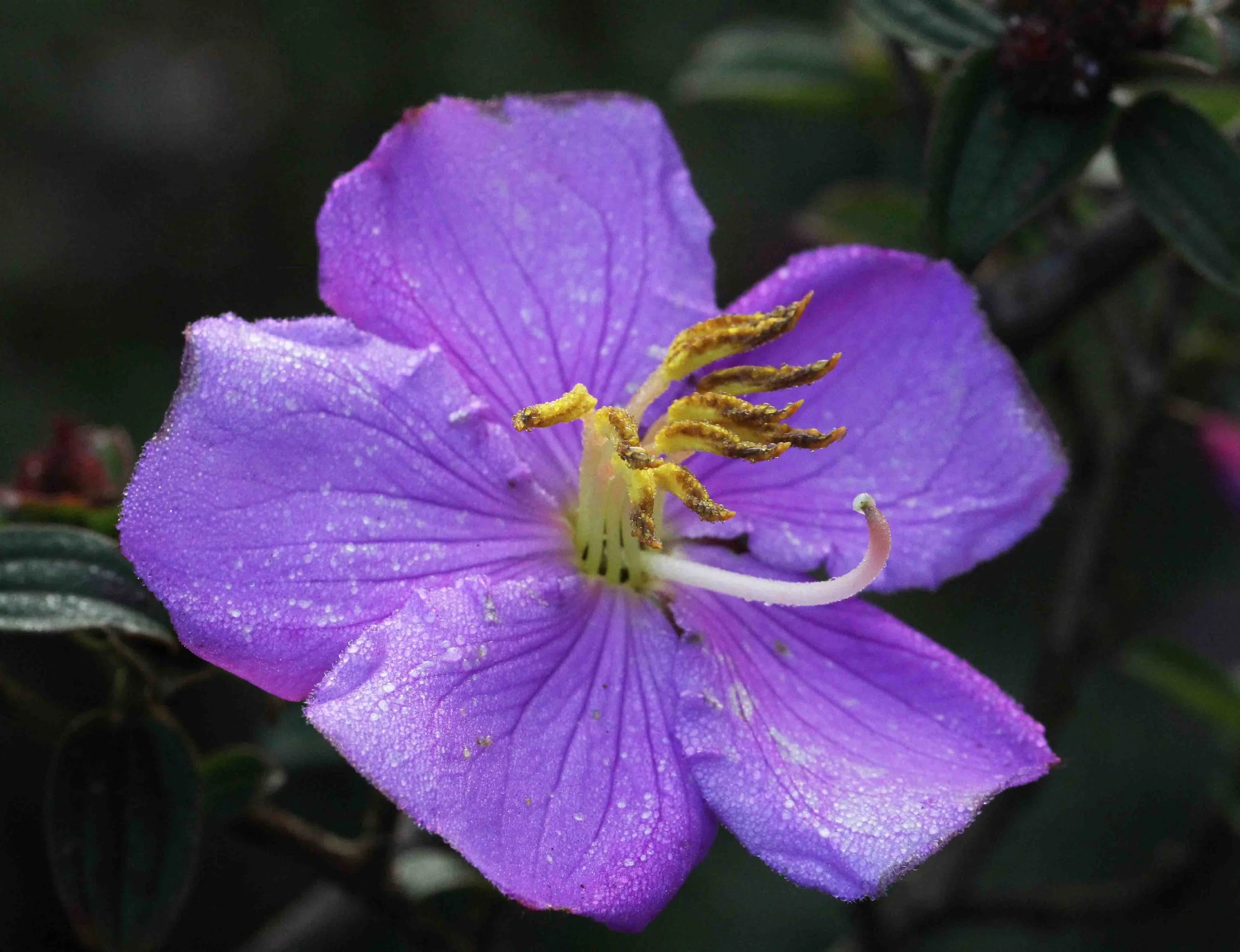 NUWARA ELIYA， HORTON PLAINS NATIONAL PARK,  SRI LANKA (15).JPG