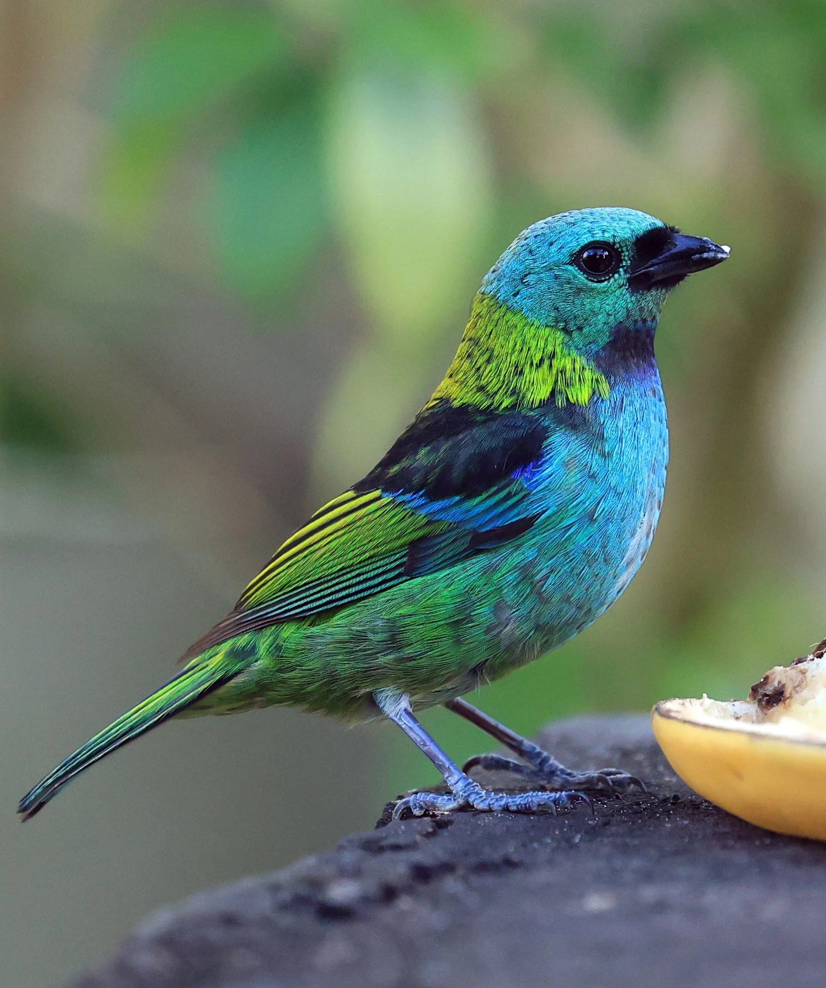 Green-headed Tanager (Tangara seledon)  Superagui National Park, Brazil (227).jpg