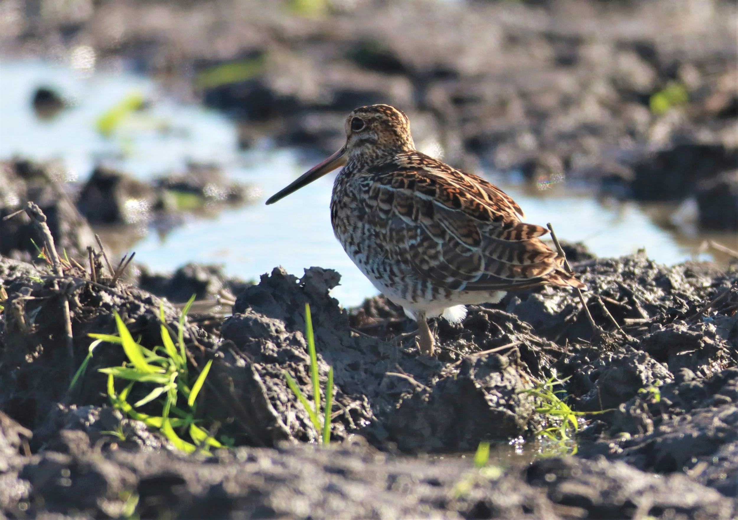 SNIPE - PINTAIL SNIPE - Gallinago stenura - PATHUM THANI RICE RESEARCH CENTER AUGUST 24 2021 (5).jpg