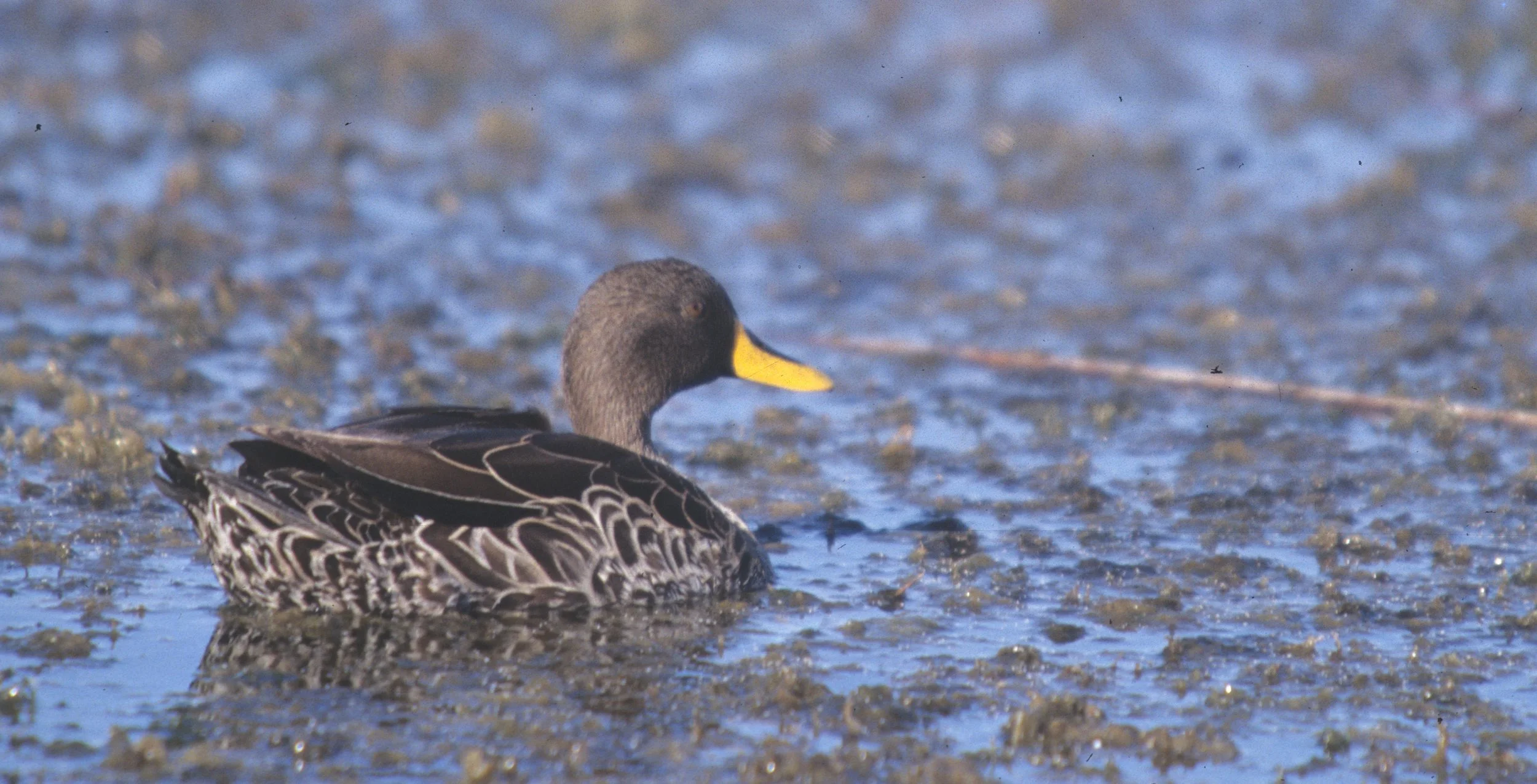 BIRDS - DUCK - YELLOWBILLED - KRUGER A.jpg