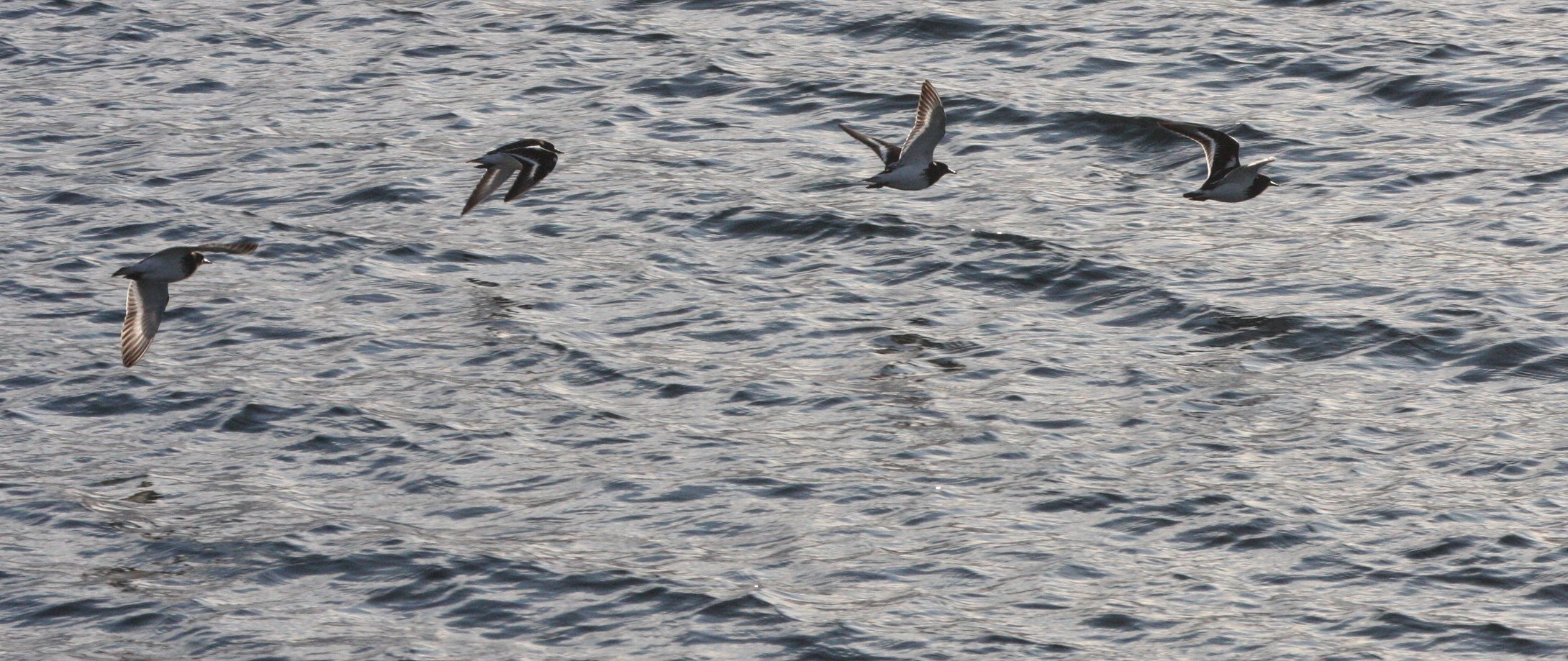 BIRD - TURNSTONE - BLACK TURNSTONE - PA HARBOR (46).JPG