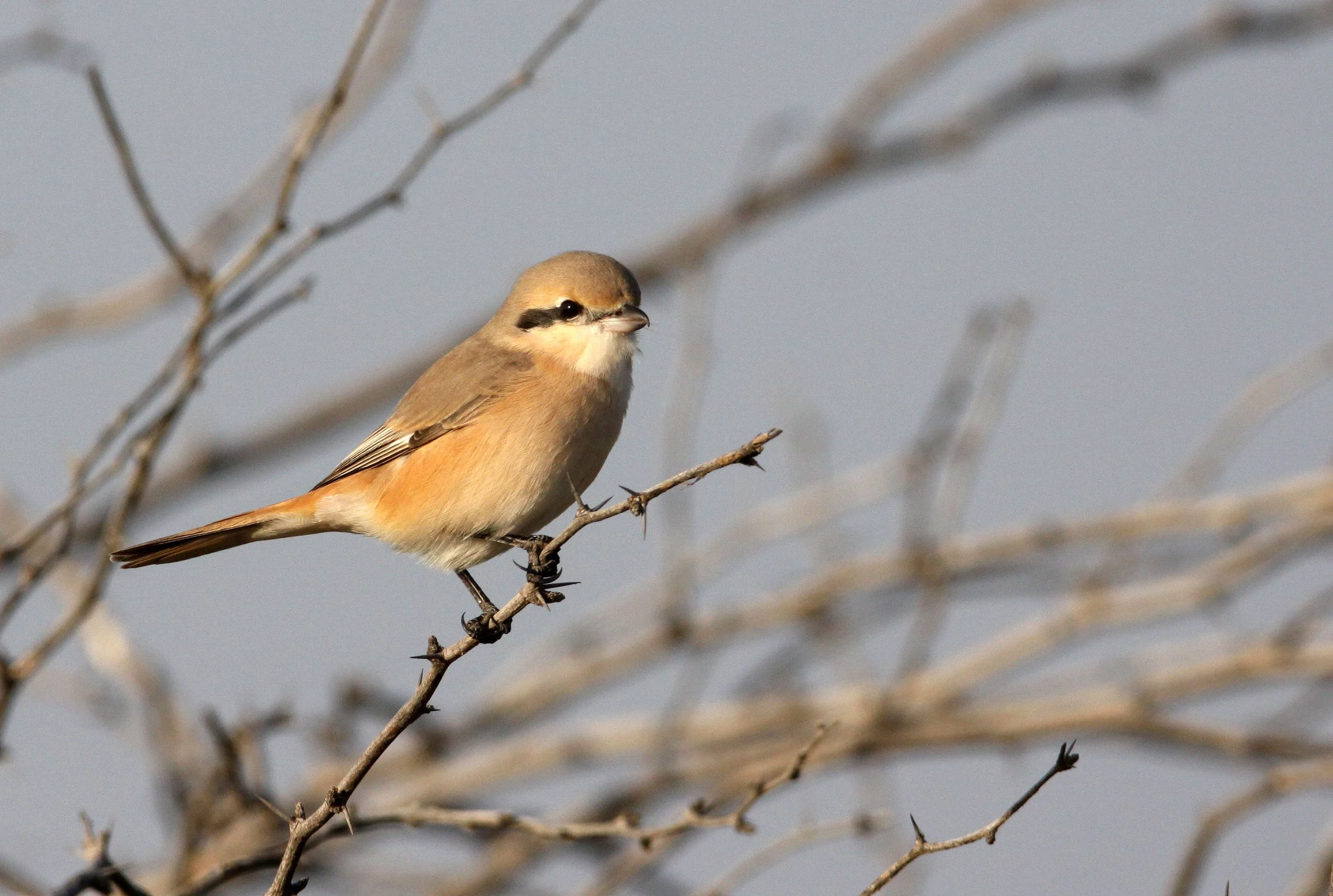 Isabelline Shrike (Lanius isabellinus) Blackbuck NP Gujarat India (4).JPG