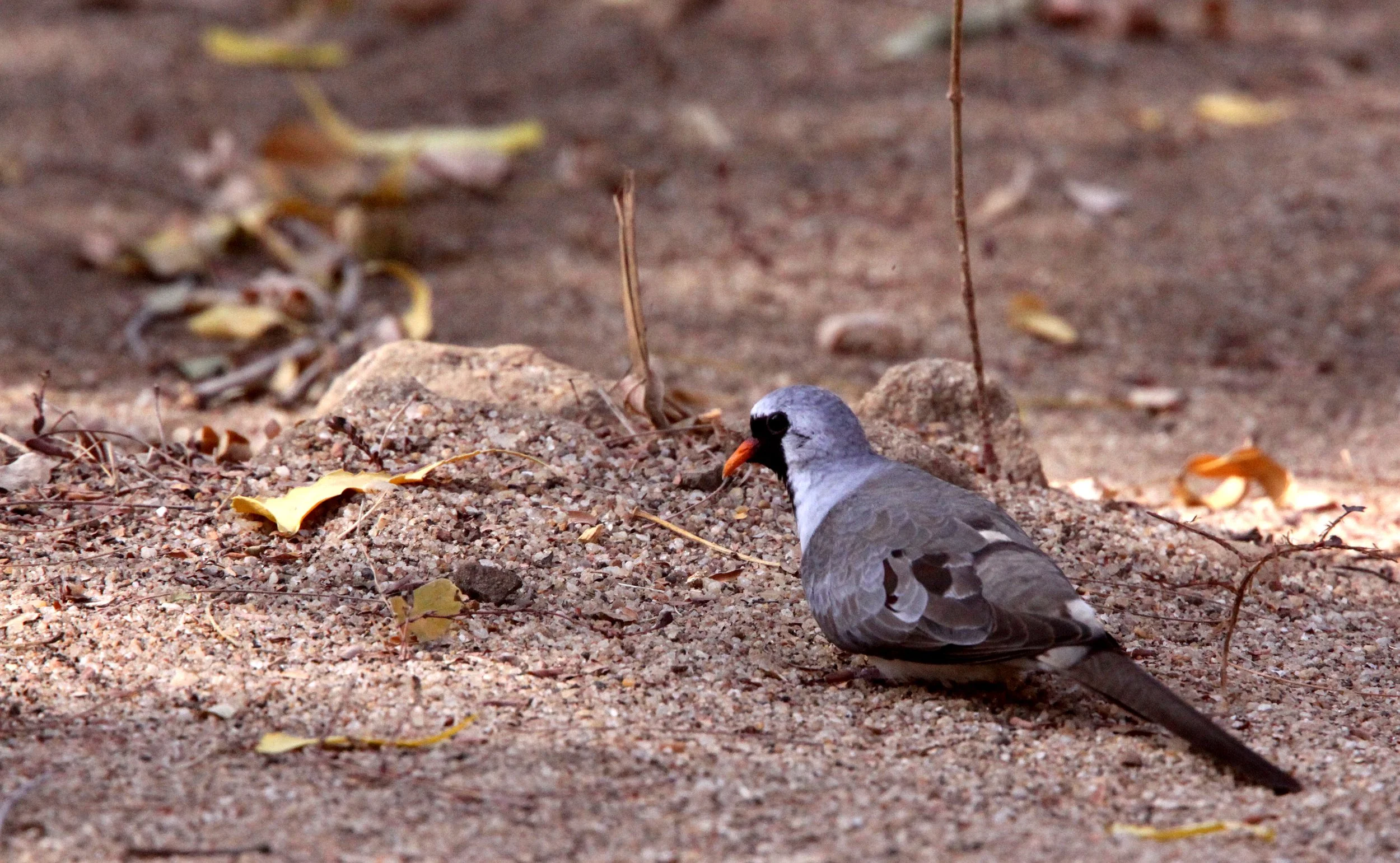 Namaqua Dove (Oena capensis) Kirindy NP Madagascar (3).JPG