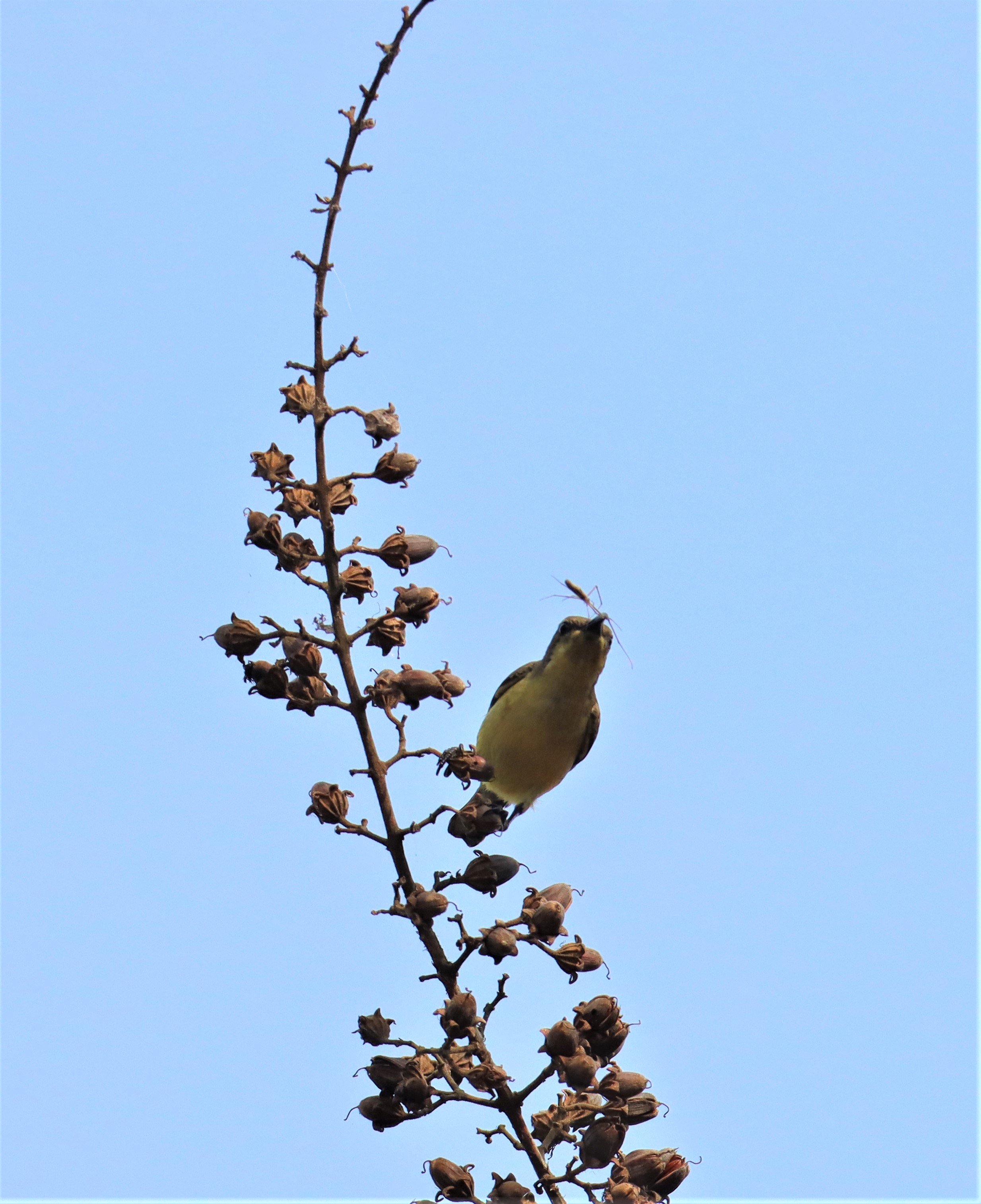 SUNBIRD - OLIVE-BACKED SUNBIRD - Nectarinia jugularis - KHAO YAI NATIONAL PARK THAILAND (4).jpg