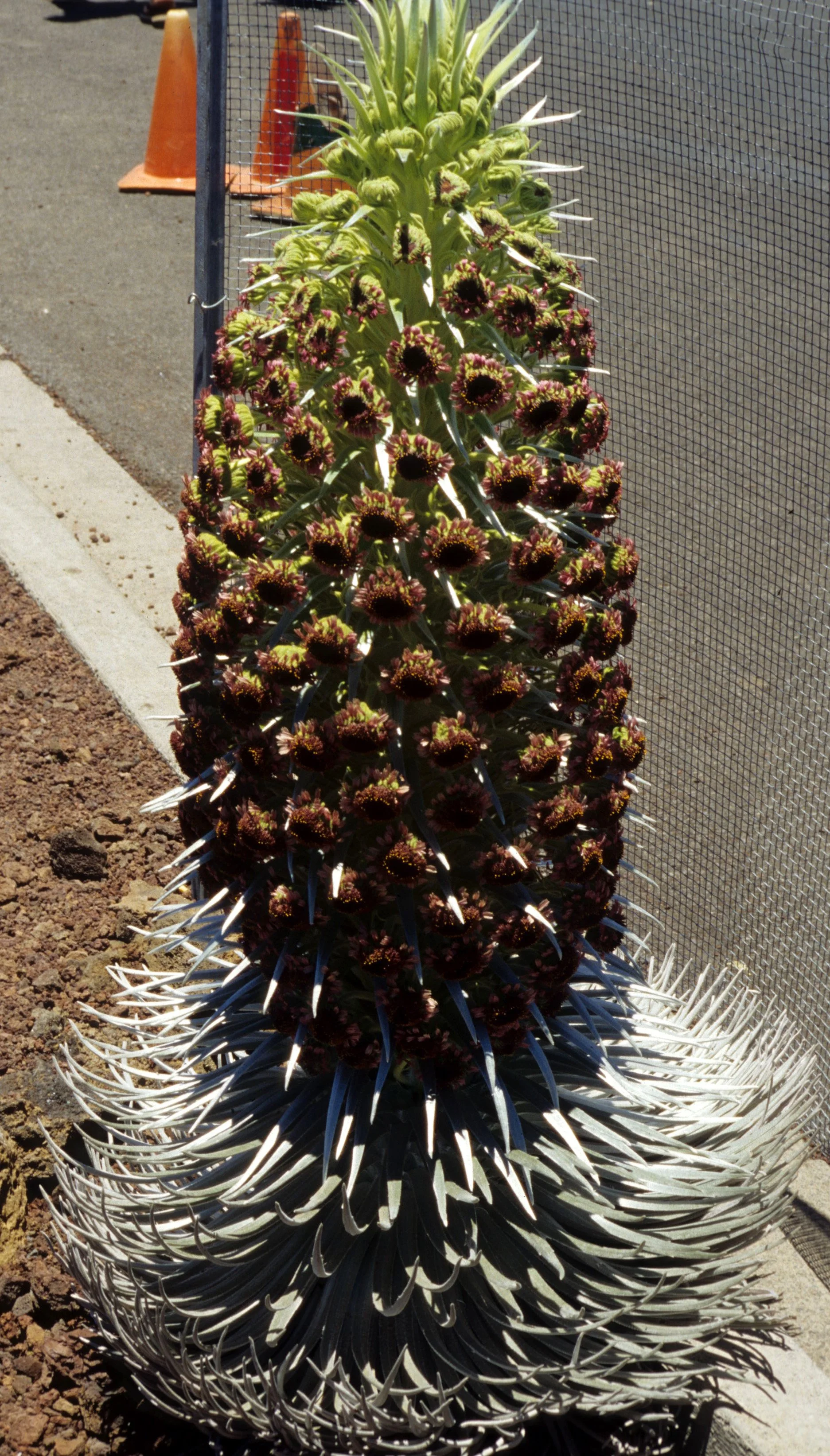 HAWAII - MAUI - HALEAKALA SILVERSWORD - ARGYROXIPHIUM SANDWICENSE - ASTERACEAE  (4).jpg