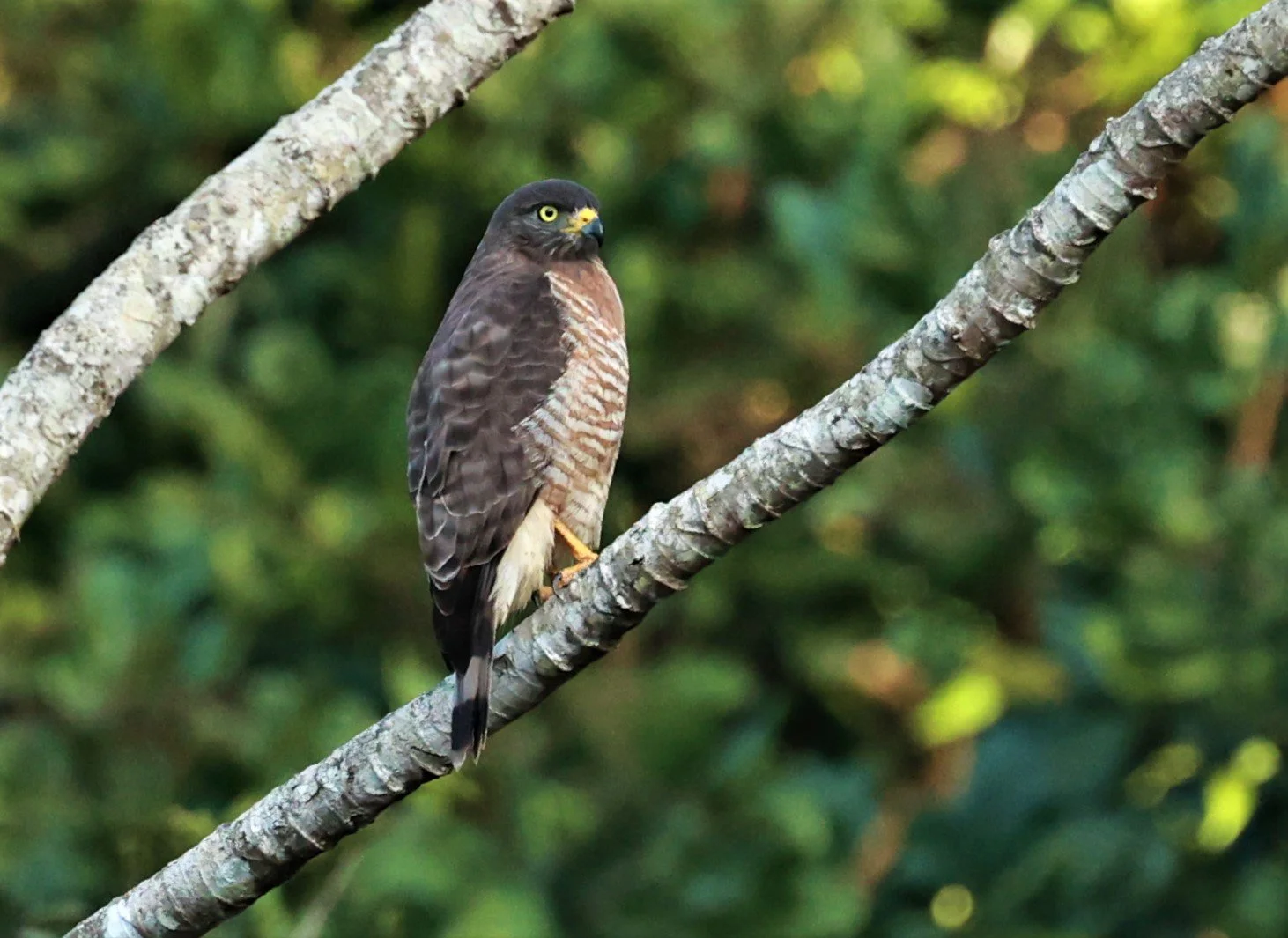 Hawk - Roadside Hawk - Rupornis magnirostris - Rio Doce State Park, Minas Gerais, Brazil (4).jpg