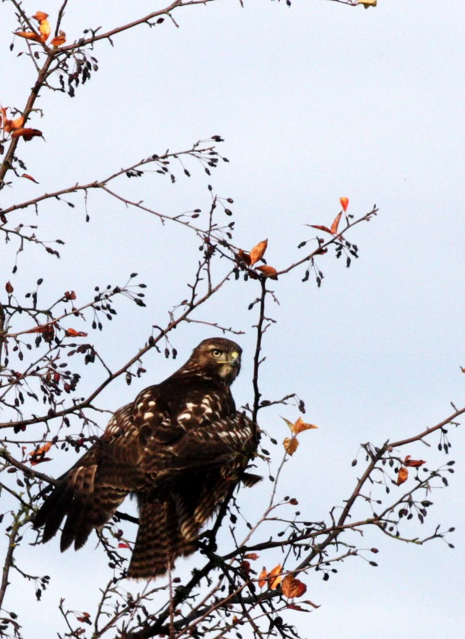 Buteo jamaicensis - RED-TAILED HAWK - JAMESTOWN WA (7).JPG