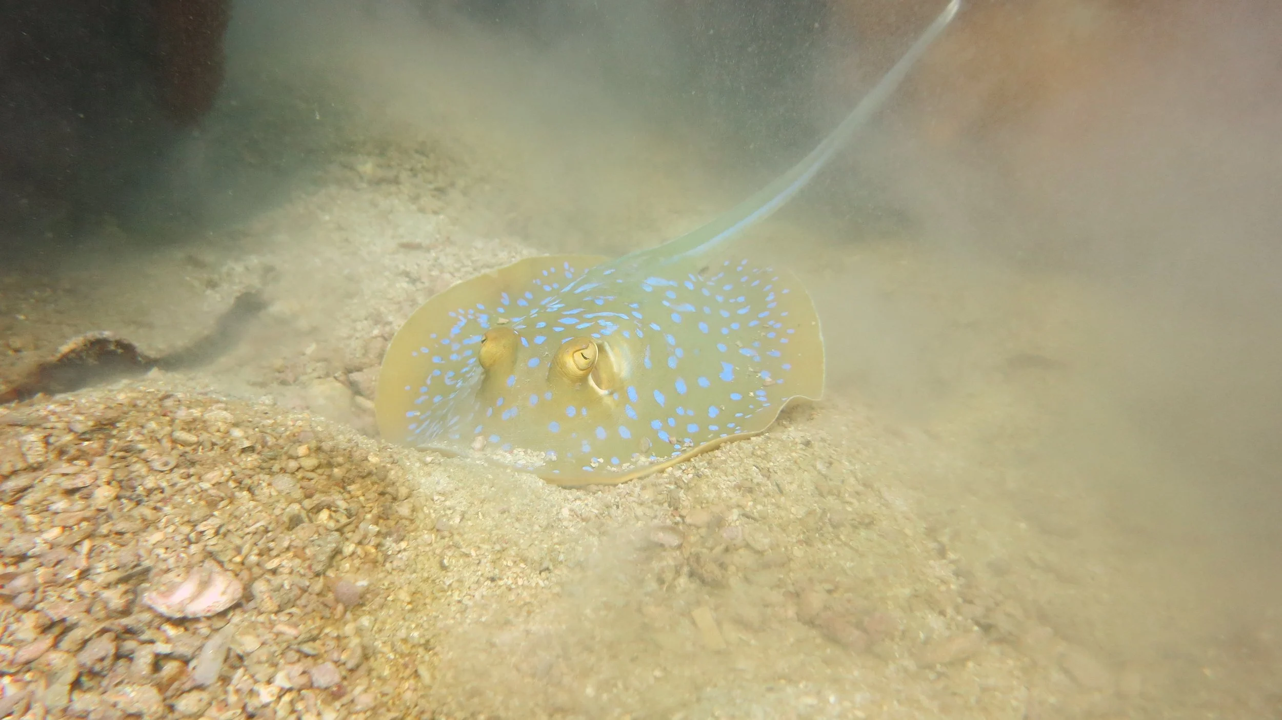 2016 BPS Satthahip Dive Trip with Marine Conservation Club (75).JPG