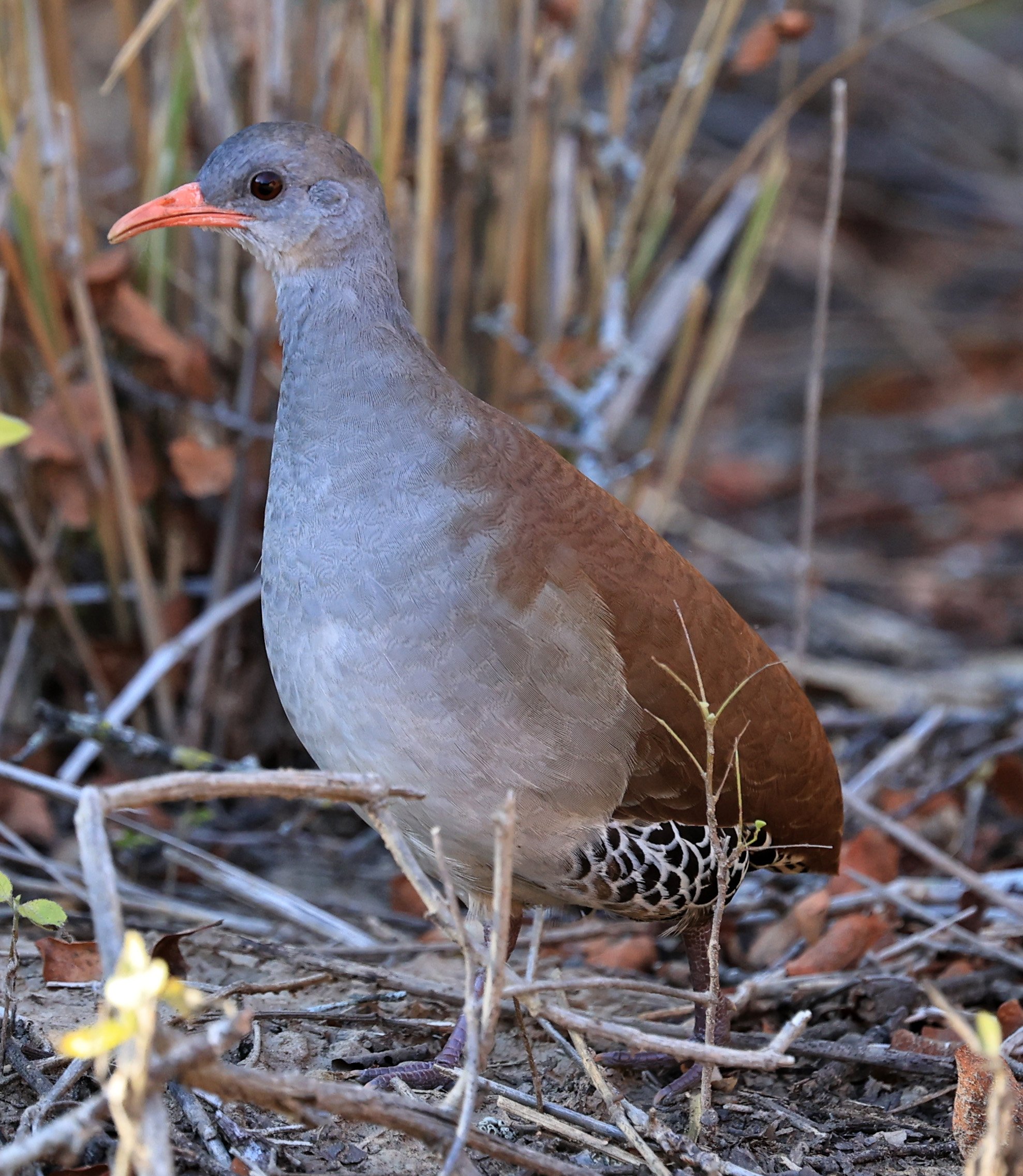 Family Tinamidae - Tinamou