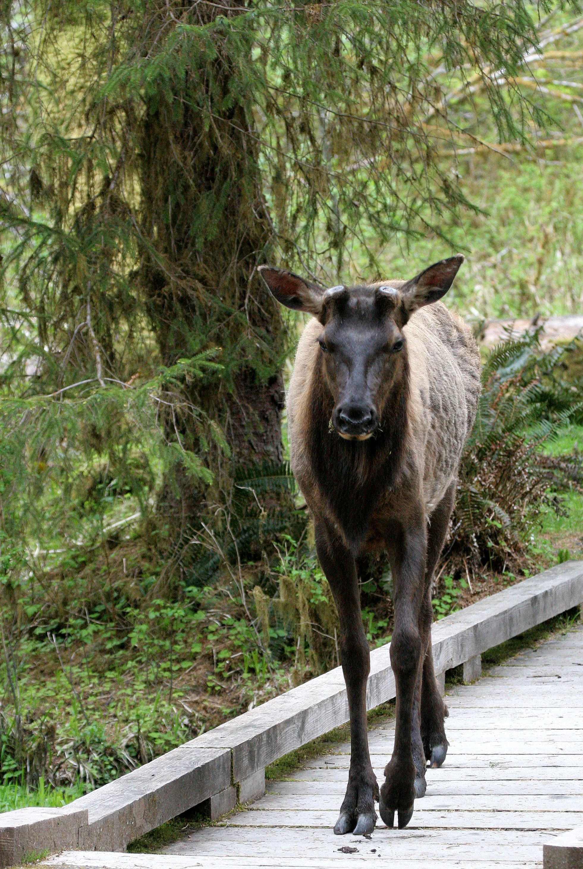 CERVID - ELK - ROOSEVELT ELK - CERVUS ELAPHUS ROOSEVELTI - HOH RIVER VALLEY - ONP WA (62).JPG