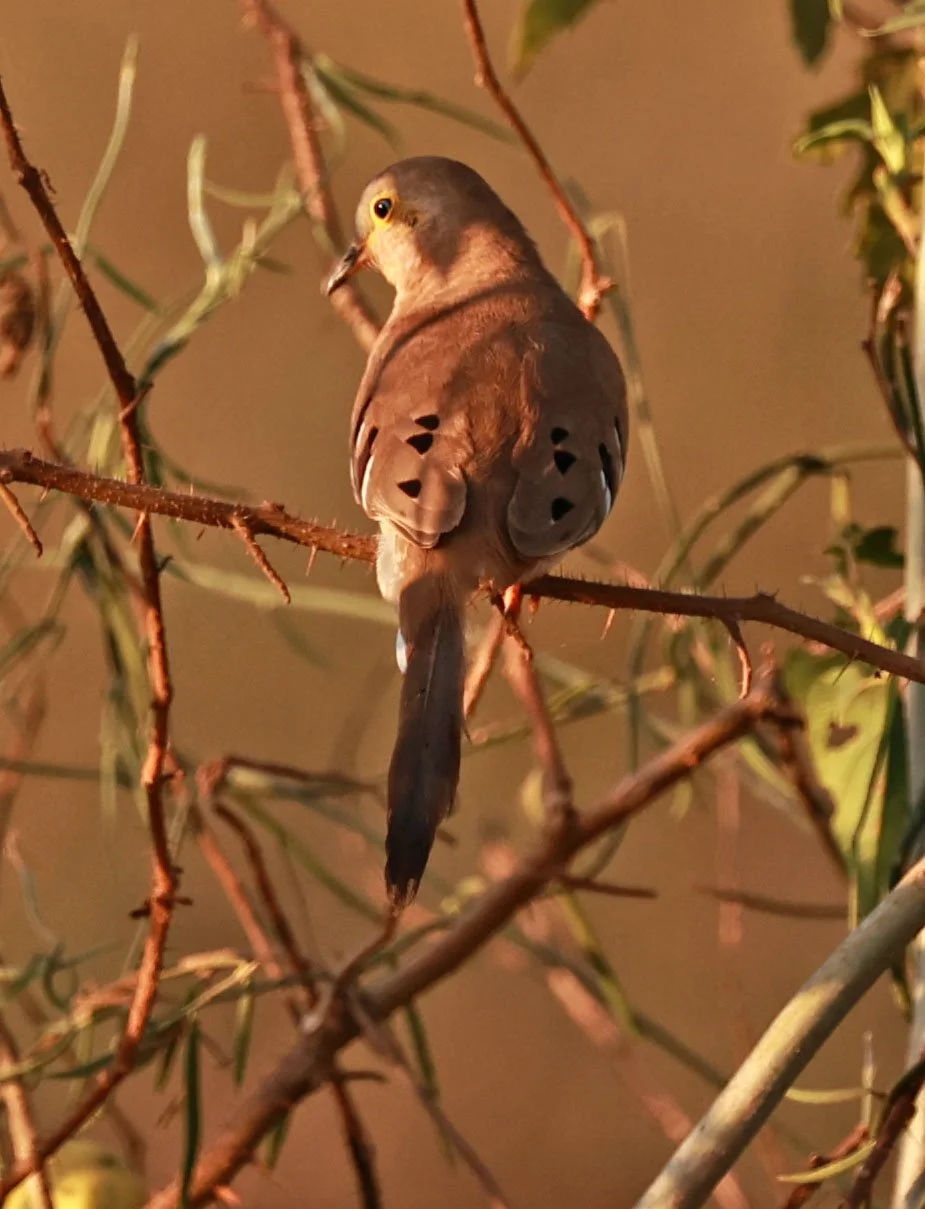 Long-tailed Ground-Dove (Uropelia campestris) Pantanal, Pouso Alegre Lodge, Brazil (8).jpg
