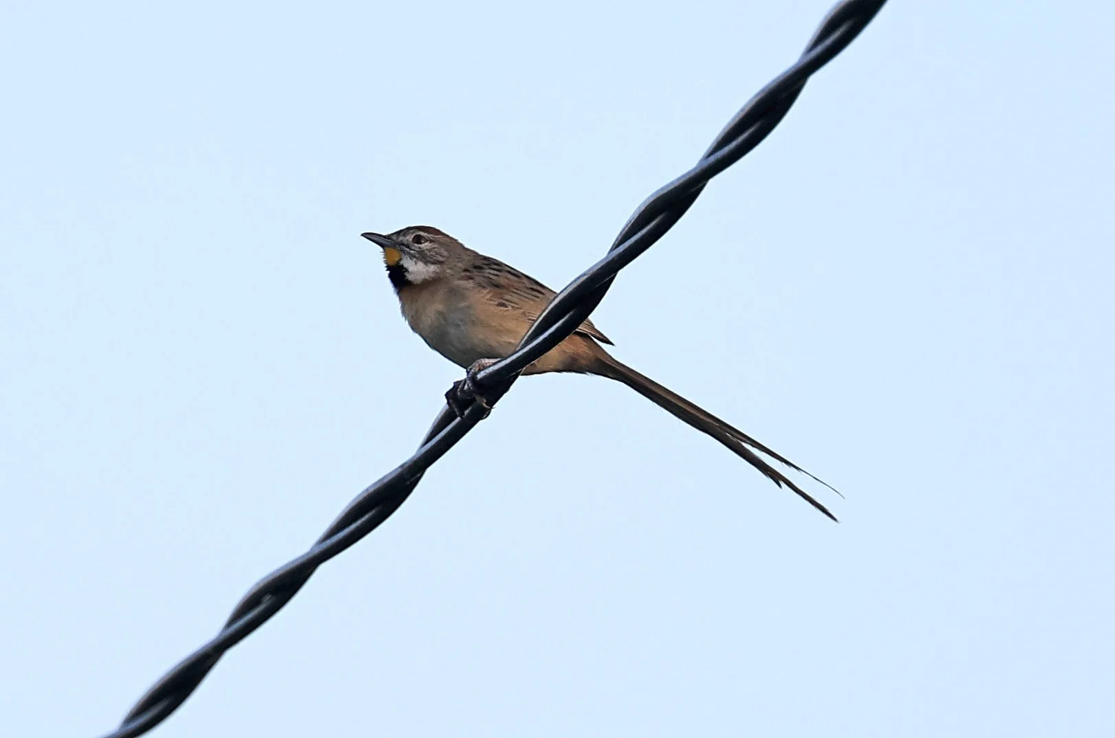 Chotoy Spinetail (Schoeniophylax phryganophilus) Hotel Iparoma Campestre Paraguay (1).jpg