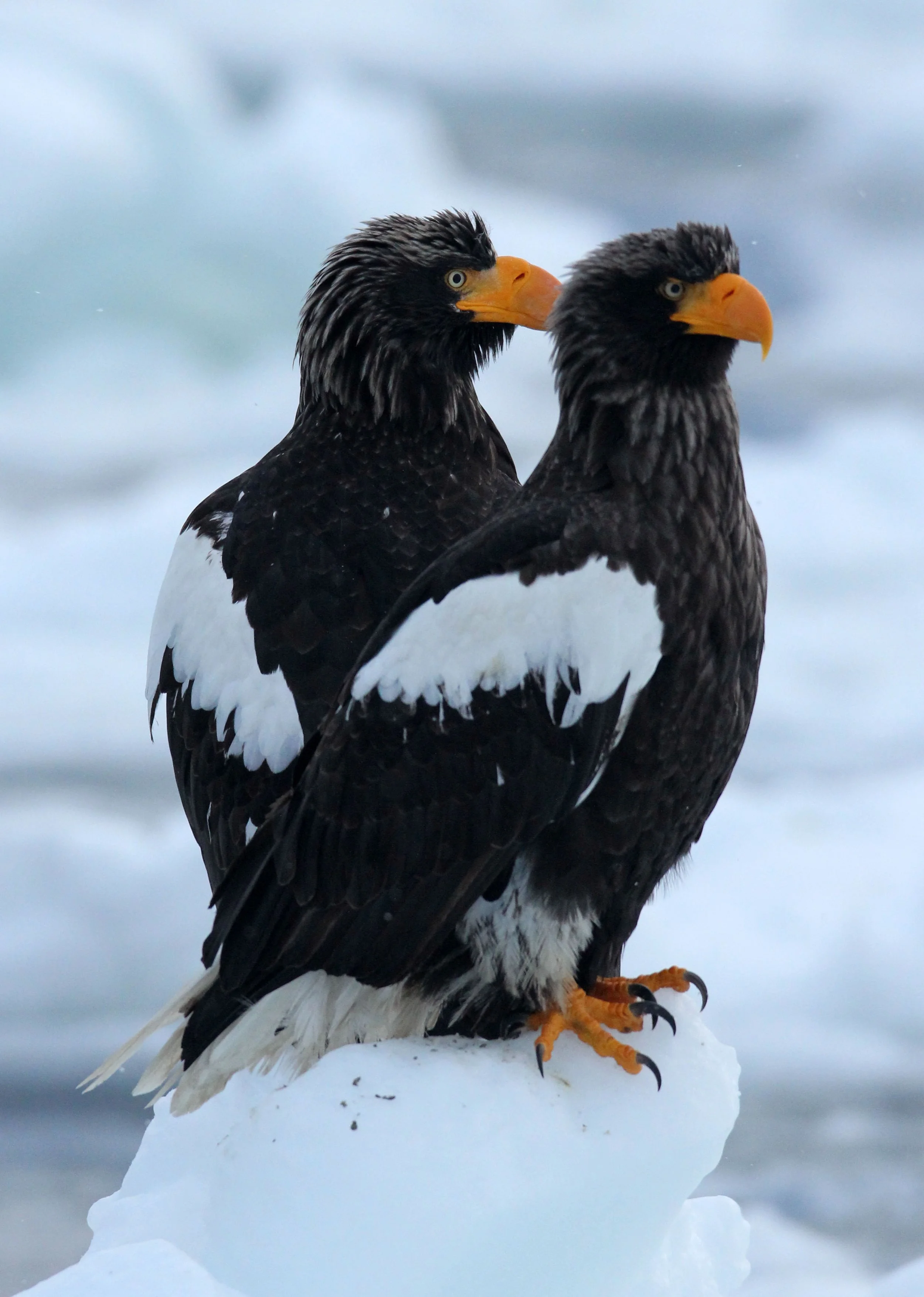 Haliaeetus pelagicus - STELLER'S SEA EAGLE - RAUSU, SHIRETOKO PENINSULA, HOKKAIDO JAPAN (300).JPG