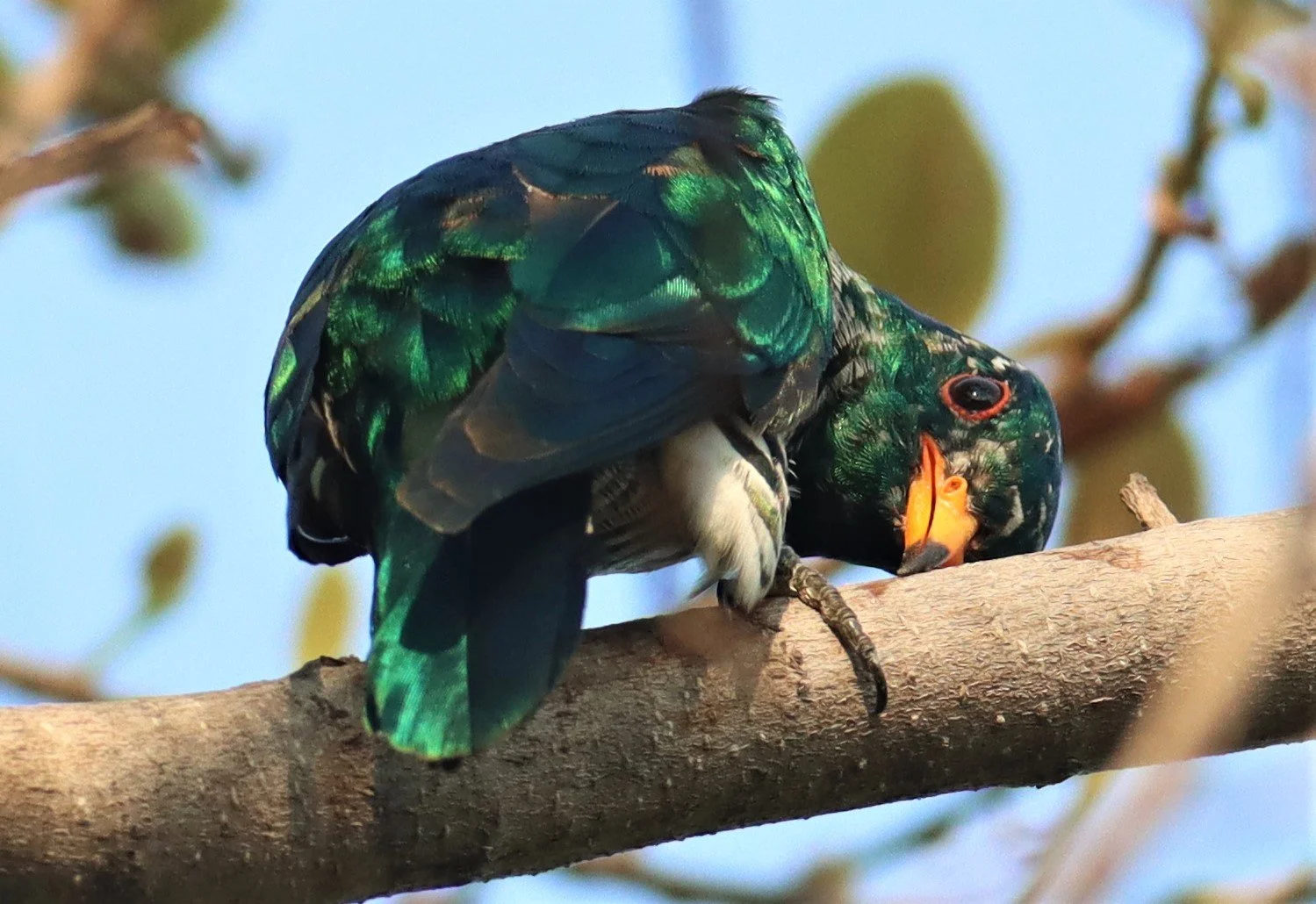 Asian Emerald Green Cuckoo (Chrysococcyx maculatus) Rama IX Park Bangkok (22).jpg