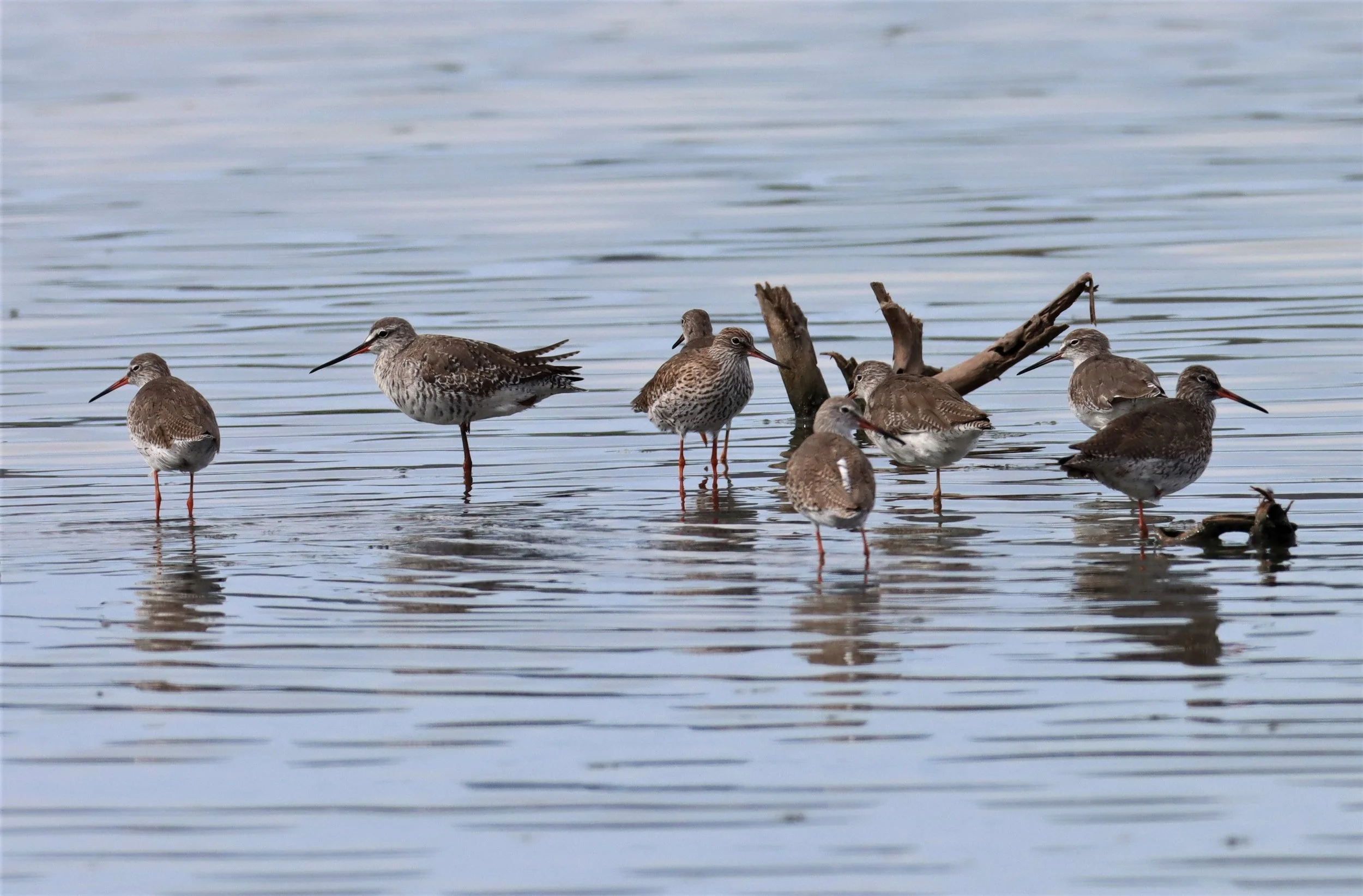 REDSHANK - SPOTTED REDSHANK - Tringa erythropus - KHAO SAM ROI YOD (6).jpg