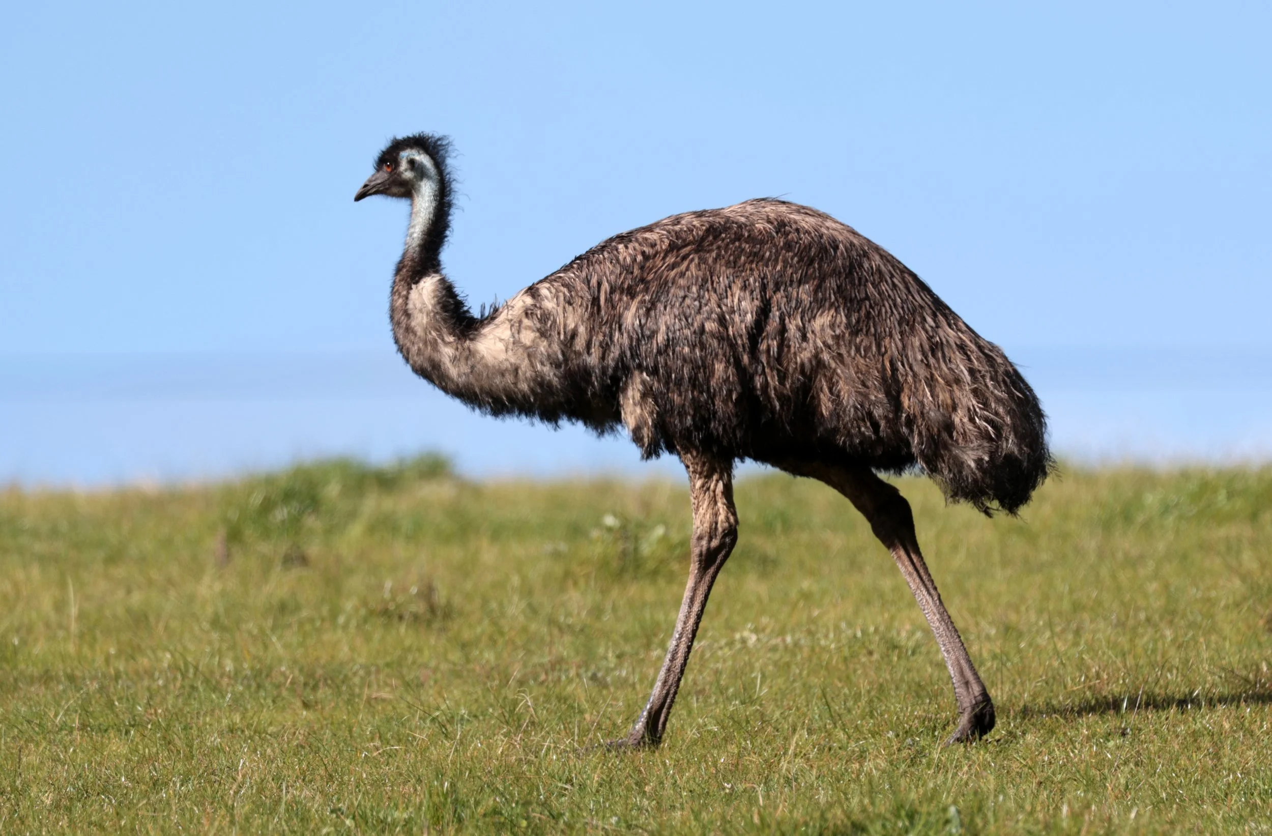 Emu (Dromaius novaehollandiae) Mt Frankland NP - Western Australia (9).jpg