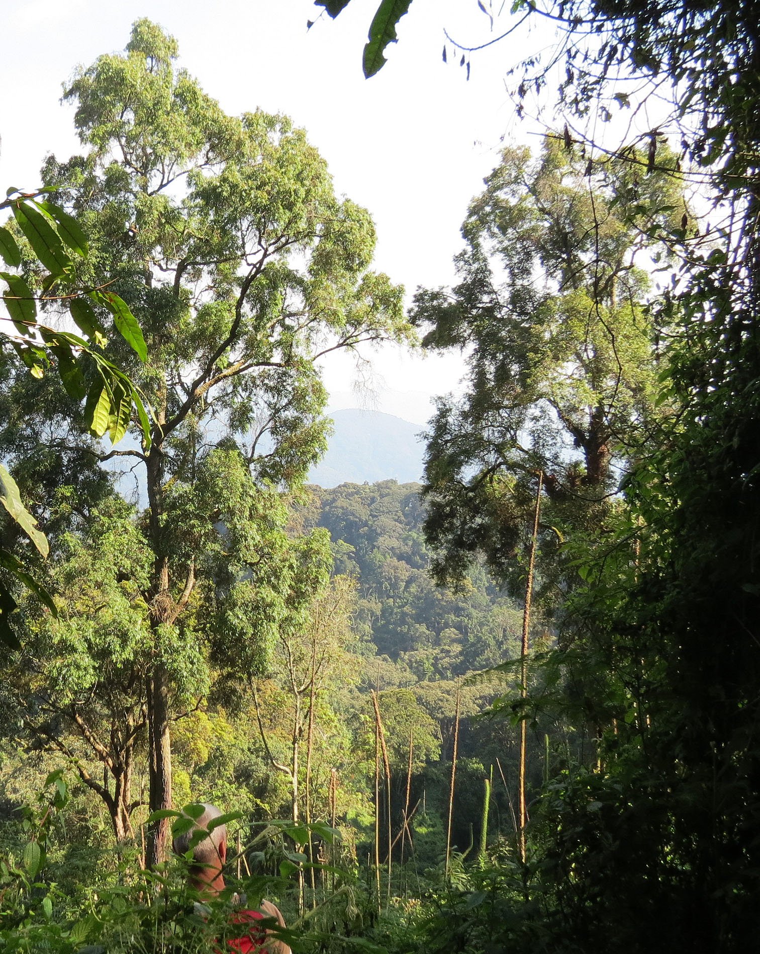 NYUNGWE NATIONAL PARK RWANDA (582).JPG