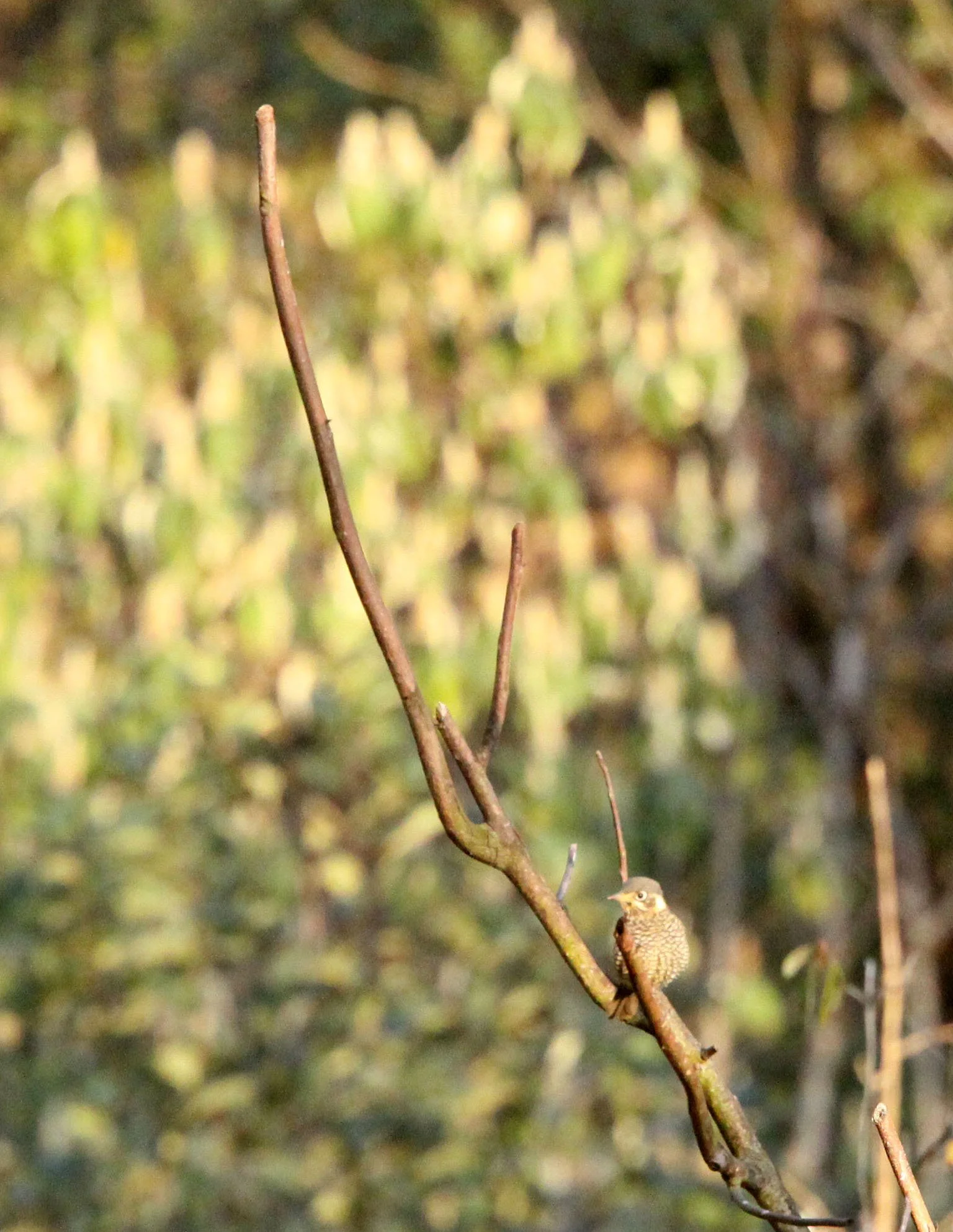 Alpine Thrush or Plain-backed Thrush (Zoothera mollissima) Wuliangshan ...