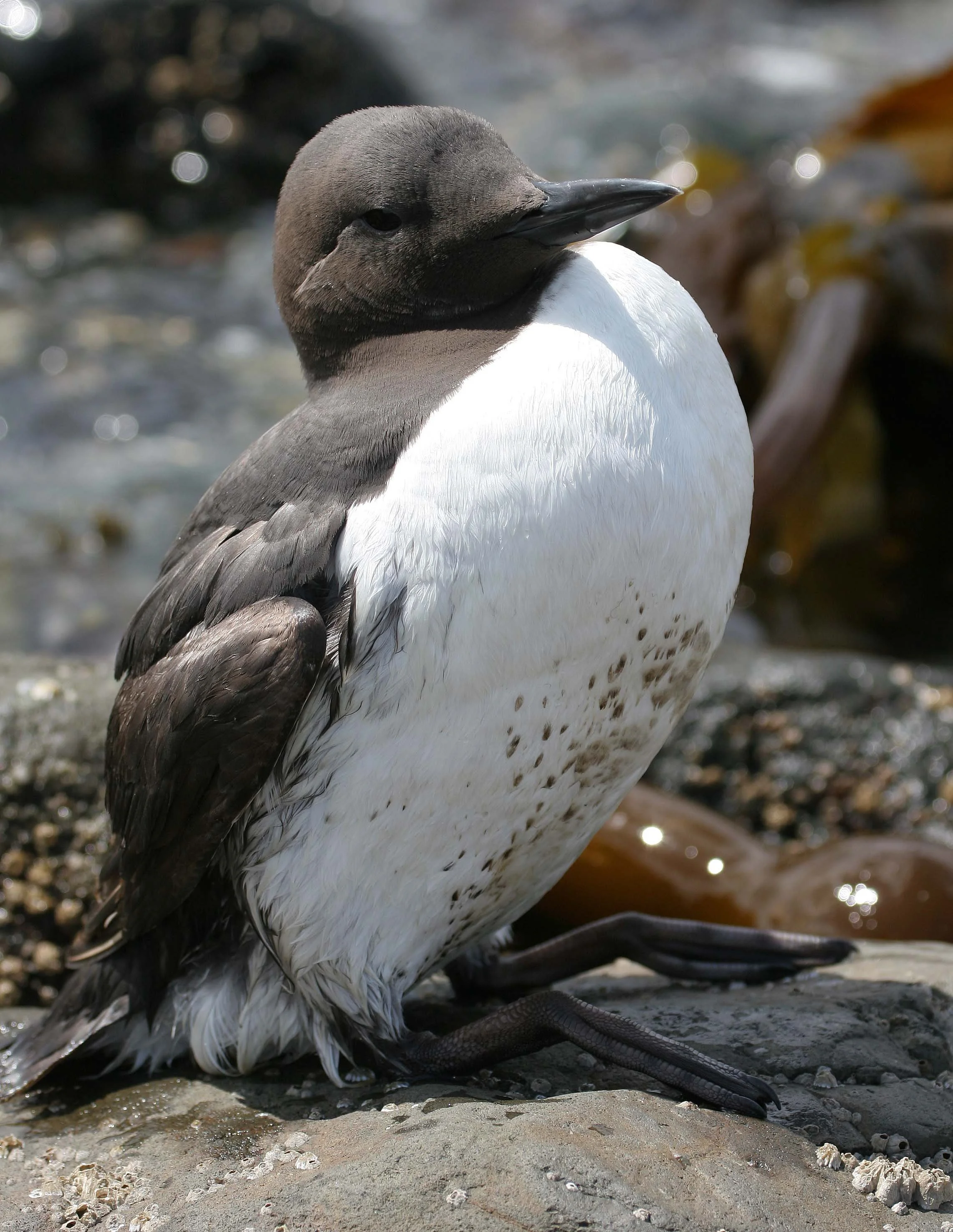 Uria aalge - COMMON MURRE - FRESHWATER BAY (1).jpg